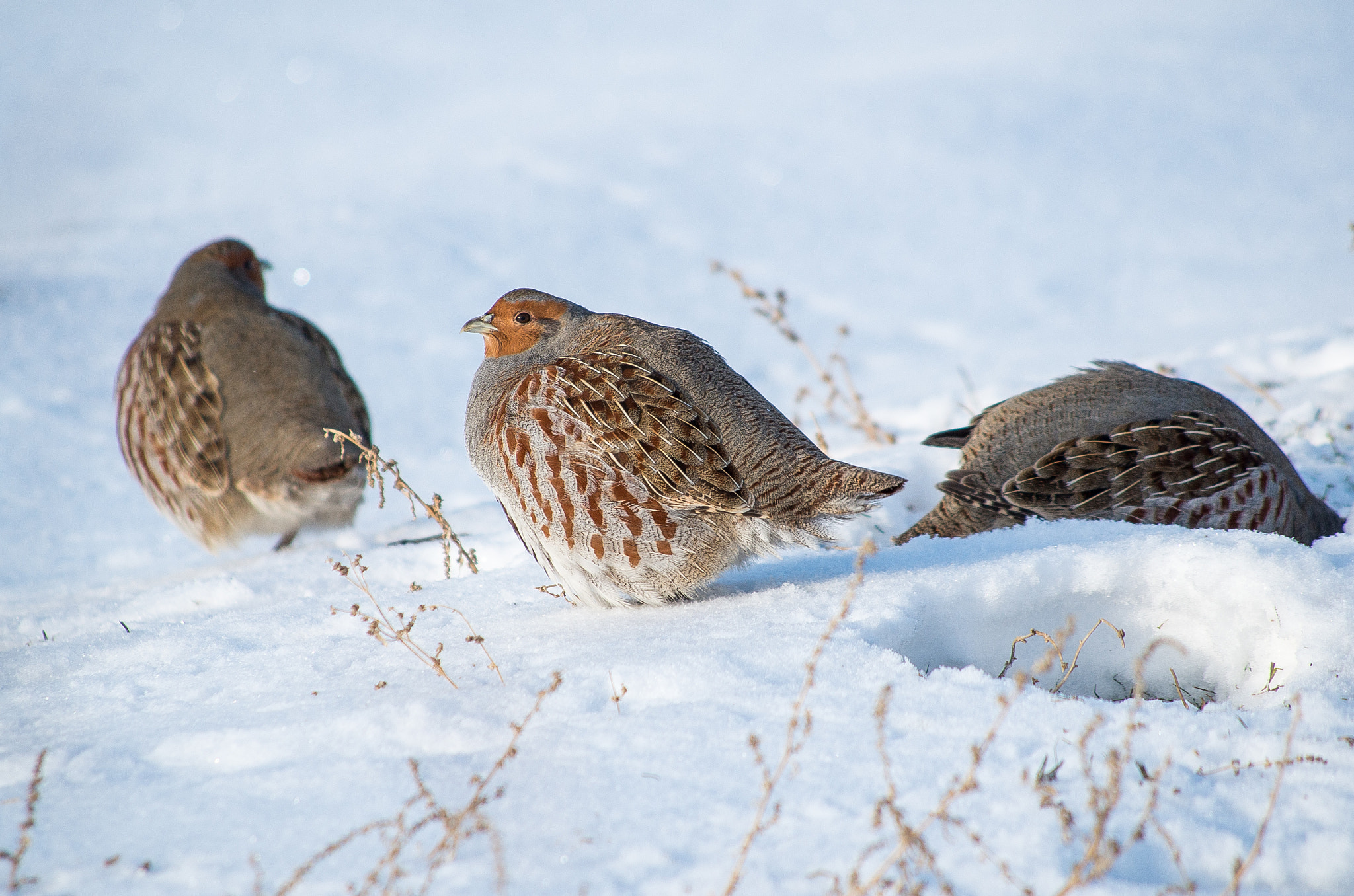 HD Pentax DA 55-300mm F4.0-5.8 ED WR sample photo. Grey partridge // perdix photography