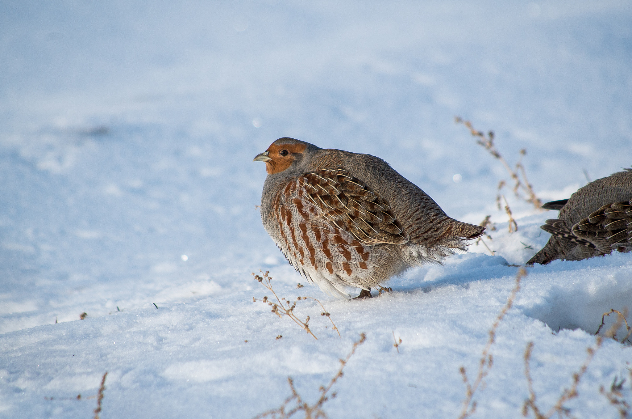 Pentax K-30 sample photo. Grey partridge // perdix photography