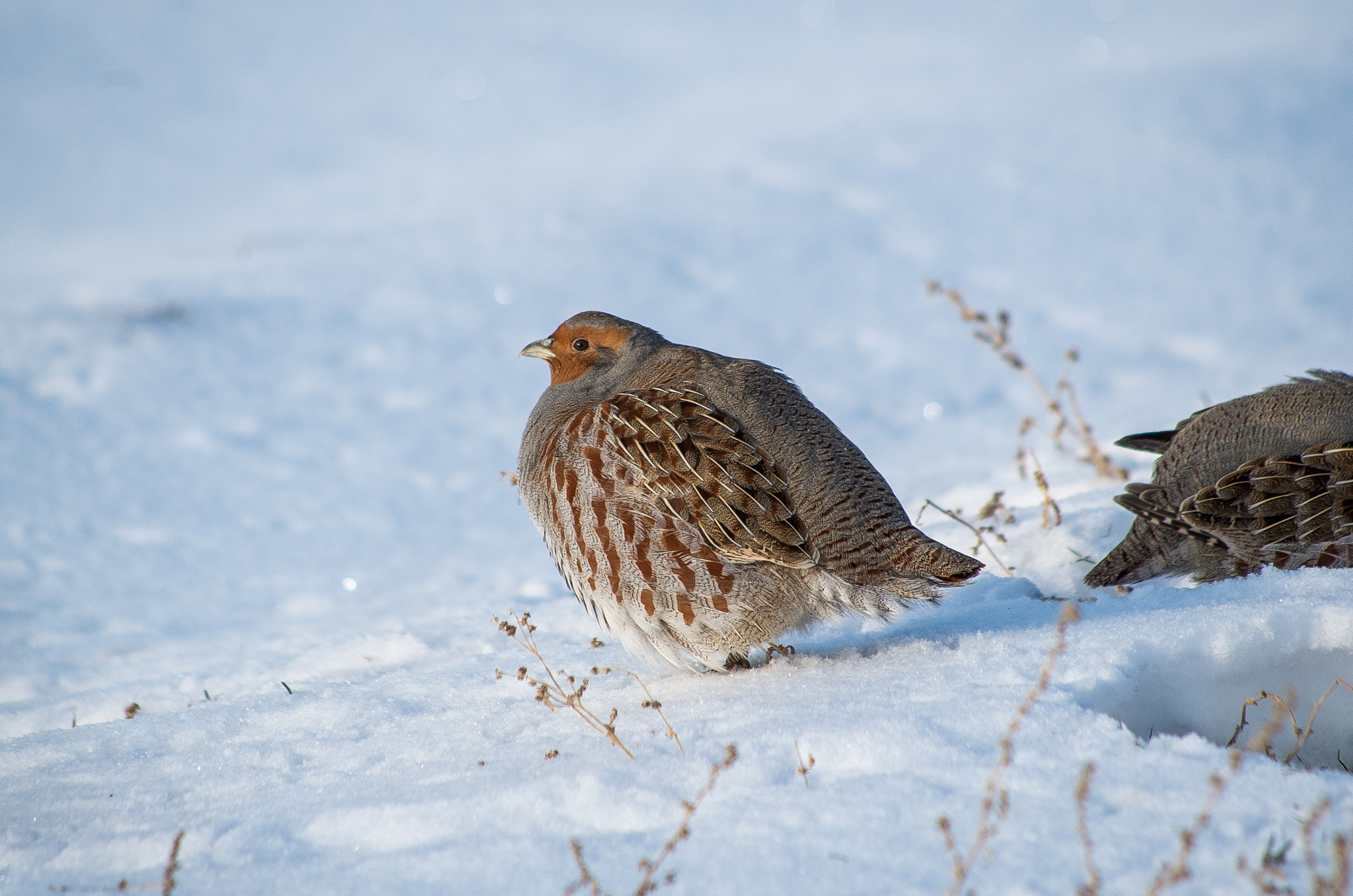 HD Pentax DA 55-300mm F4.0-5.8 ED WR sample photo. Grey partridge // perdix photography