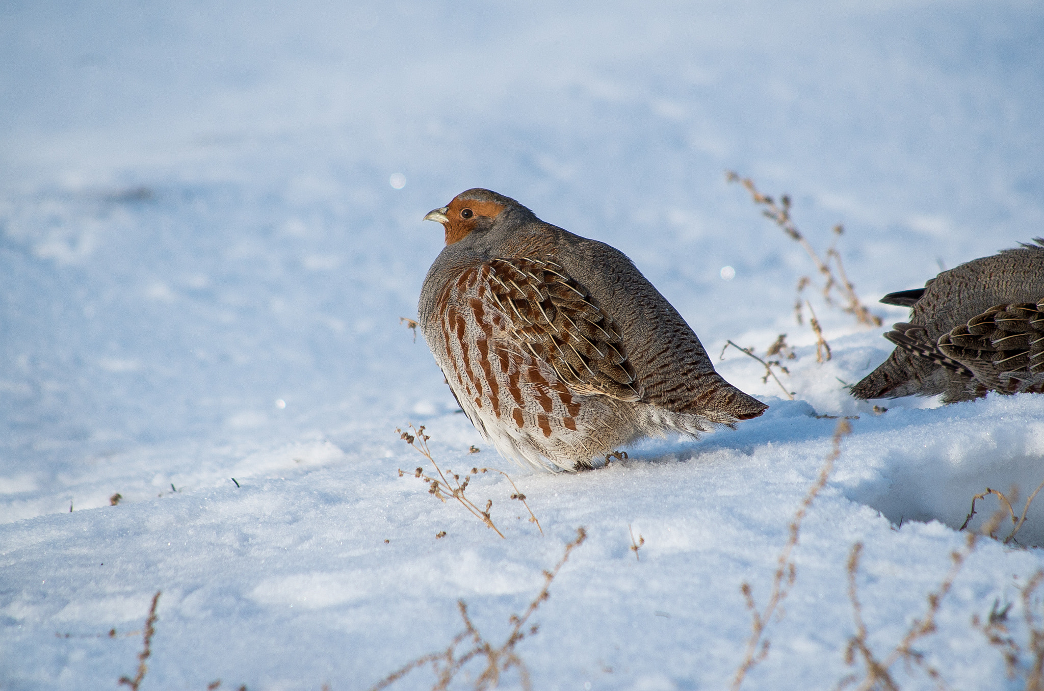 HD Pentax DA 55-300mm F4.0-5.8 ED WR sample photo. Grey partridge // perdix photography