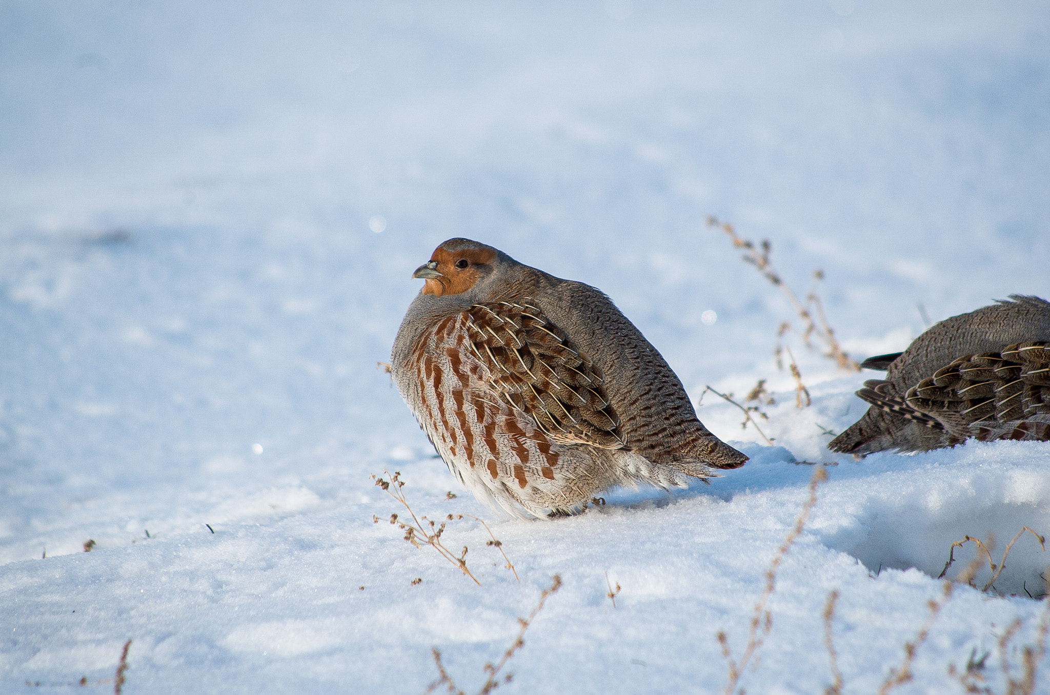 HD Pentax DA 55-300mm F4.0-5.8 ED WR sample photo. Grey partridge // perdix photography
