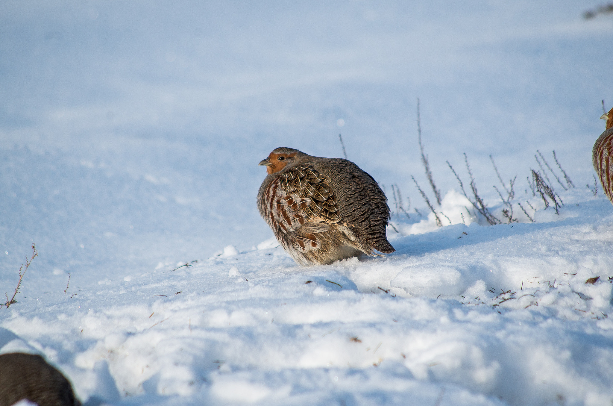 HD Pentax DA 55-300mm F4.0-5.8 ED WR sample photo. Grey partridge // perdix photography