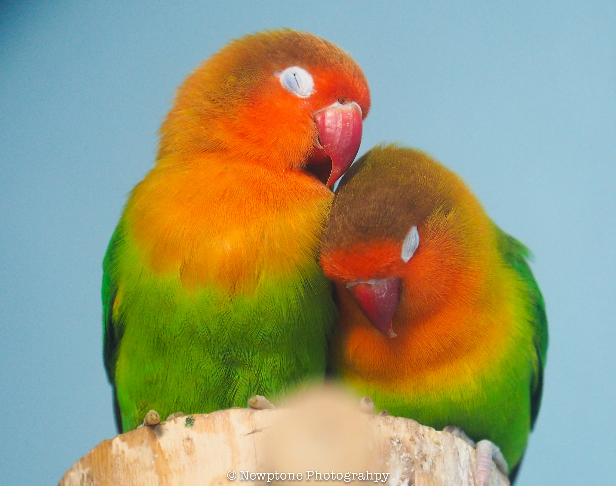 Olympus OM-D E-M5 II + Olympus M.Zuiko Digital ED 40-150mm F2.8 Pro sample photo. Sweet dream photography
