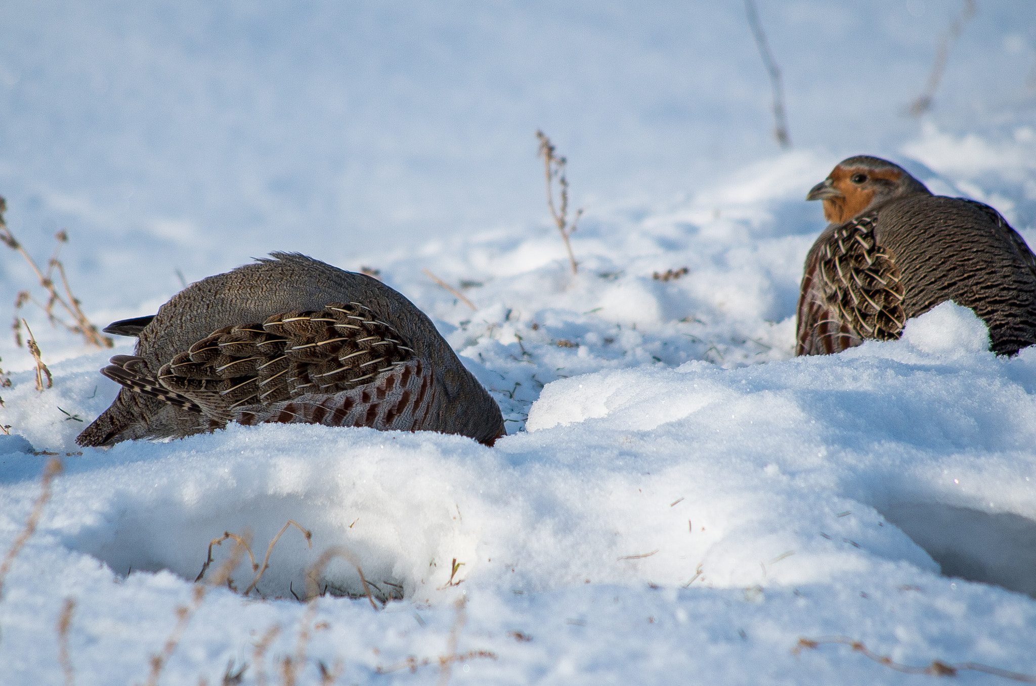 HD Pentax DA 55-300mm F4.0-5.8 ED WR sample photo. Grey partridge // perdix photography