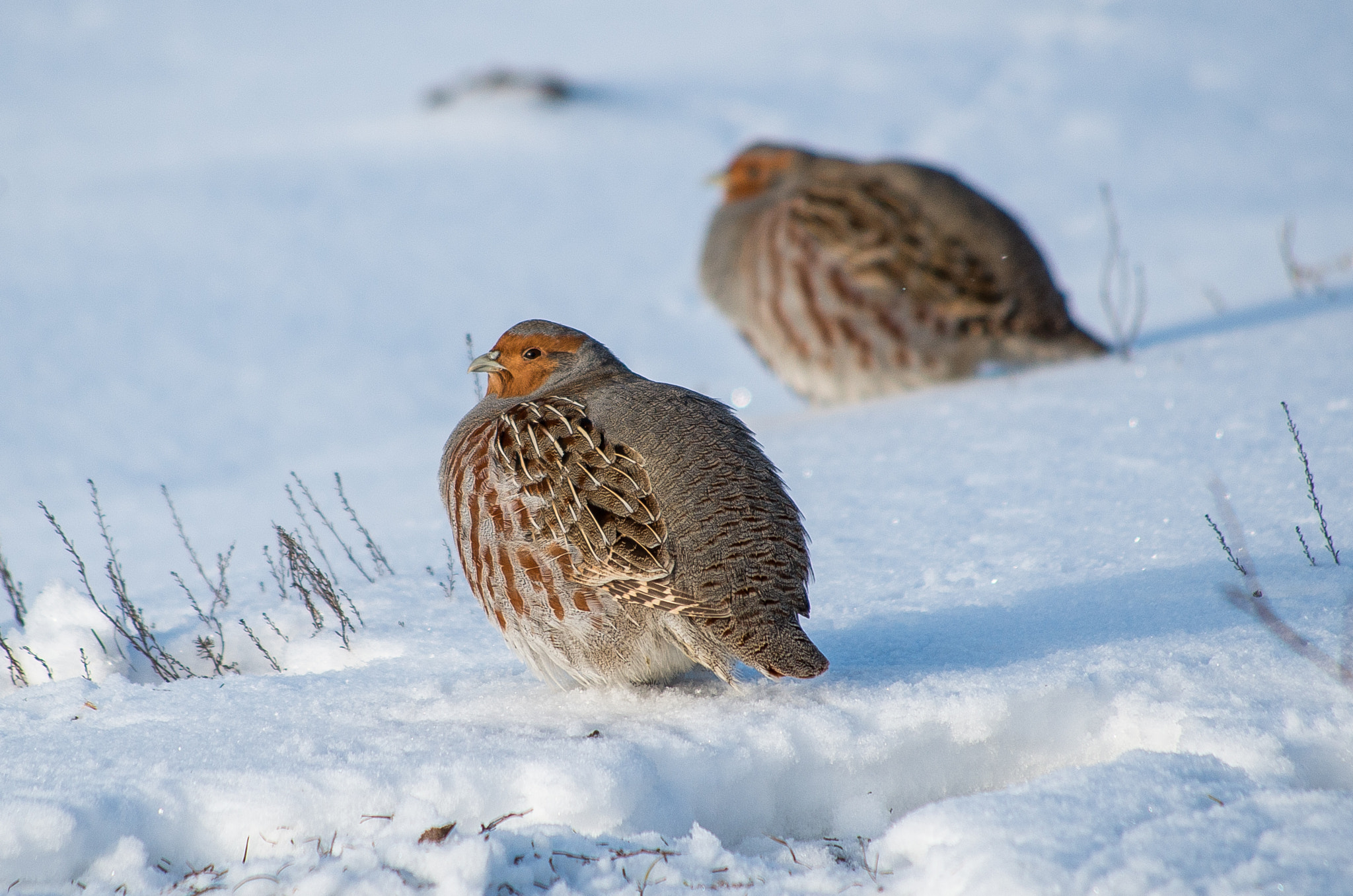 HD Pentax DA 55-300mm F4.0-5.8 ED WR sample photo. Grey partridge // perdix photography