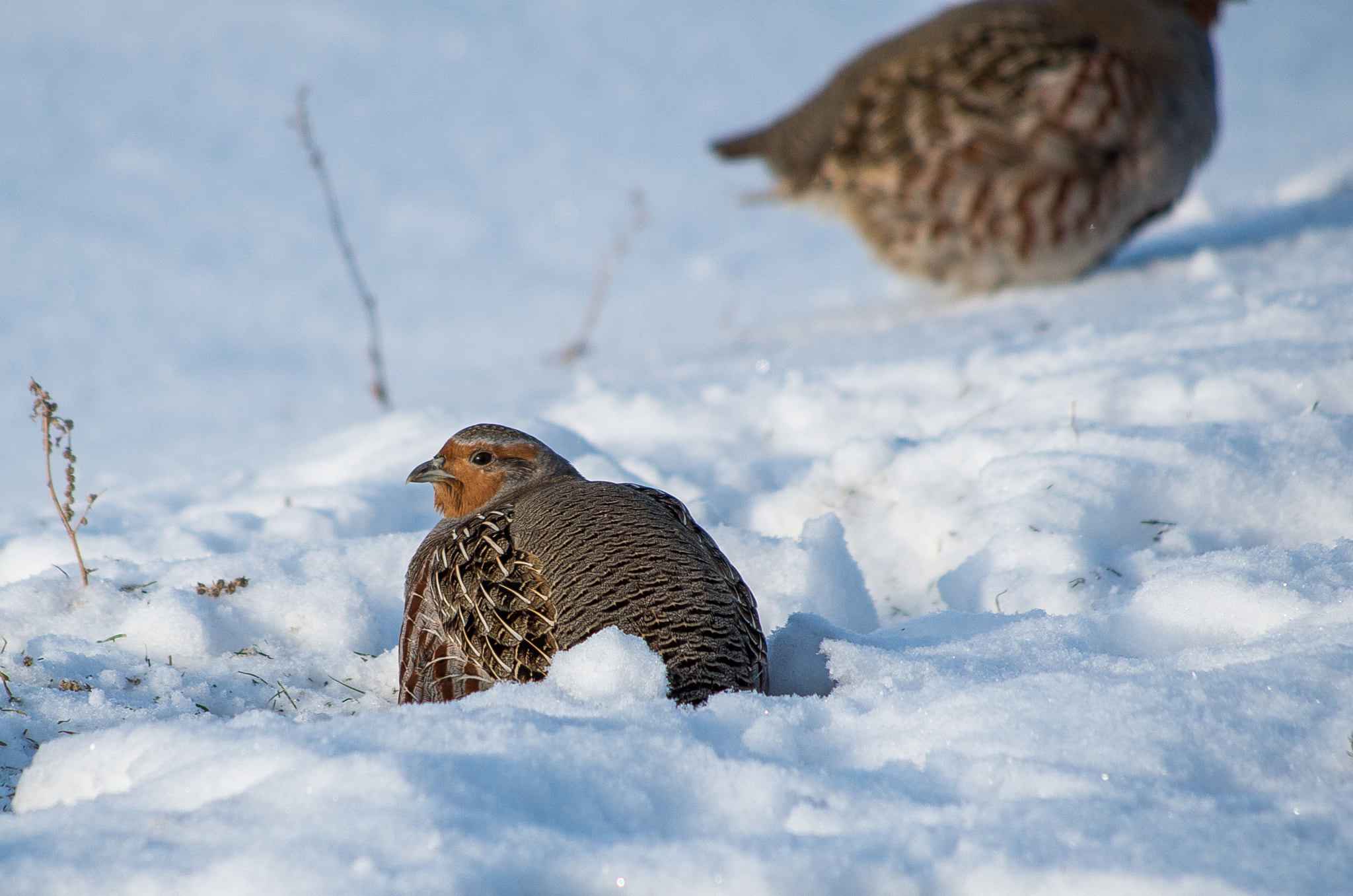 Pentax K-30 + HD Pentax DA 55-300mm F4.0-5.8 ED WR sample photo. Grey partridge // perdix photography