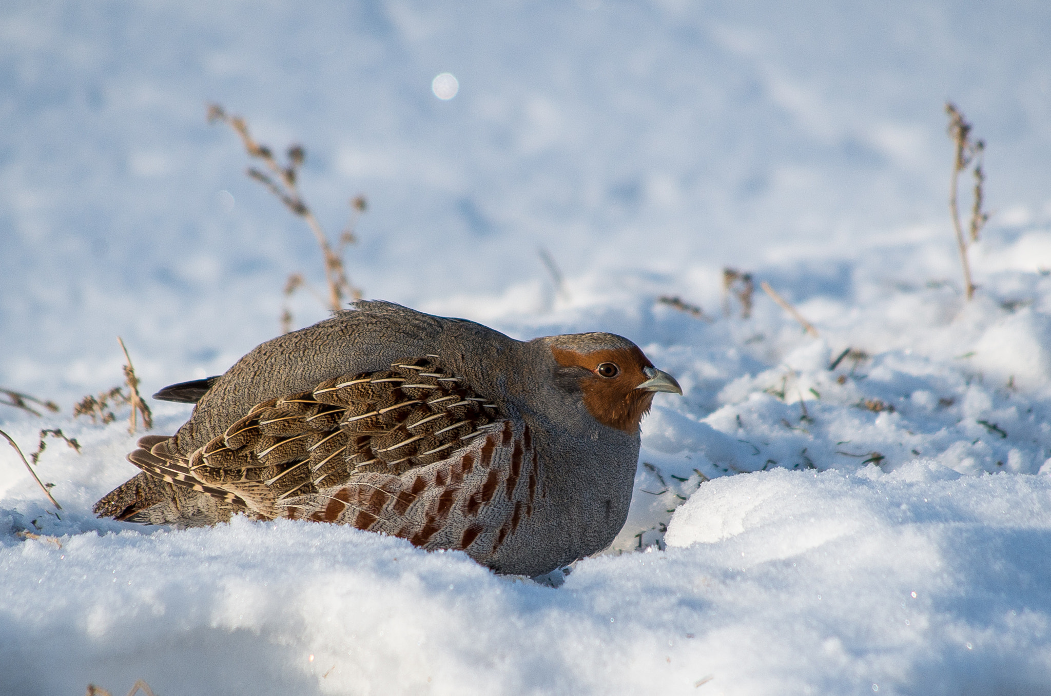 HD Pentax DA 55-300mm F4.0-5.8 ED WR sample photo. Grey partridge // perdix photography