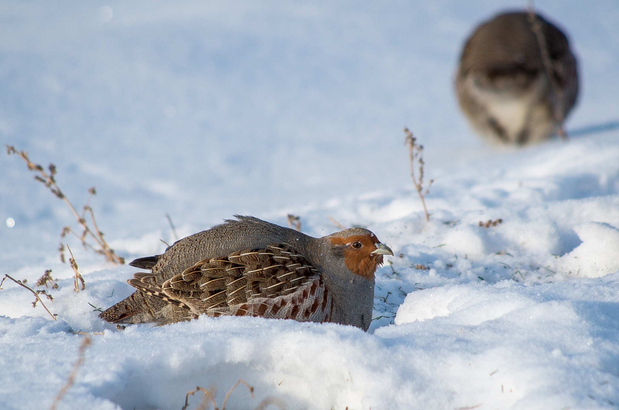 HD Pentax DA 55-300mm F4.0-5.8 ED WR sample photo. Grey partridge // perdix photography