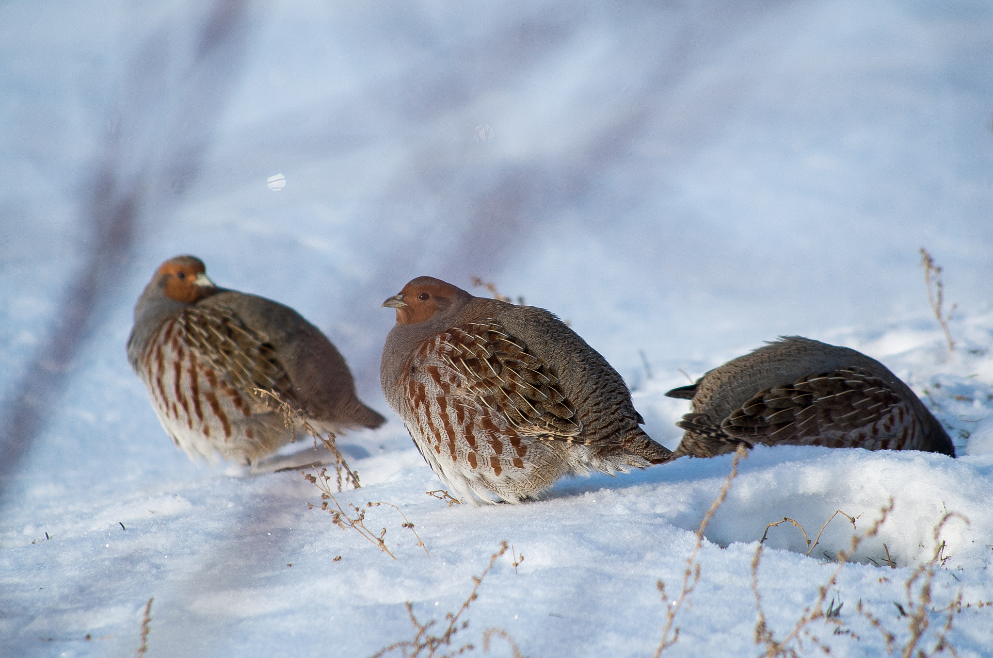 HD Pentax DA 55-300mm F4.0-5.8 ED WR sample photo. Grey partridge // perdix photography