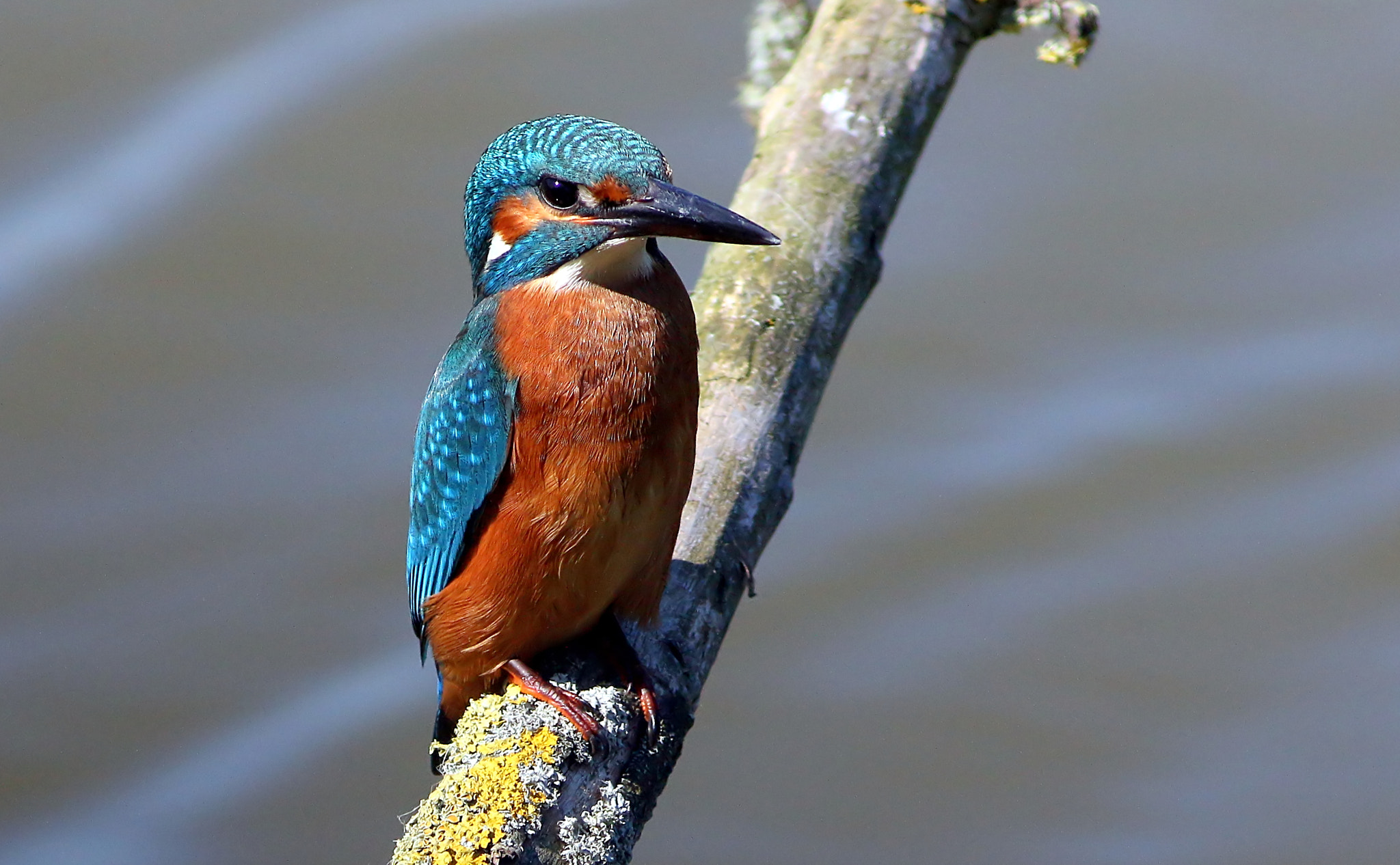 Canon EOS 70D + Canon EF 300mm F4L IS USM sample photo. Sitting pretty photography