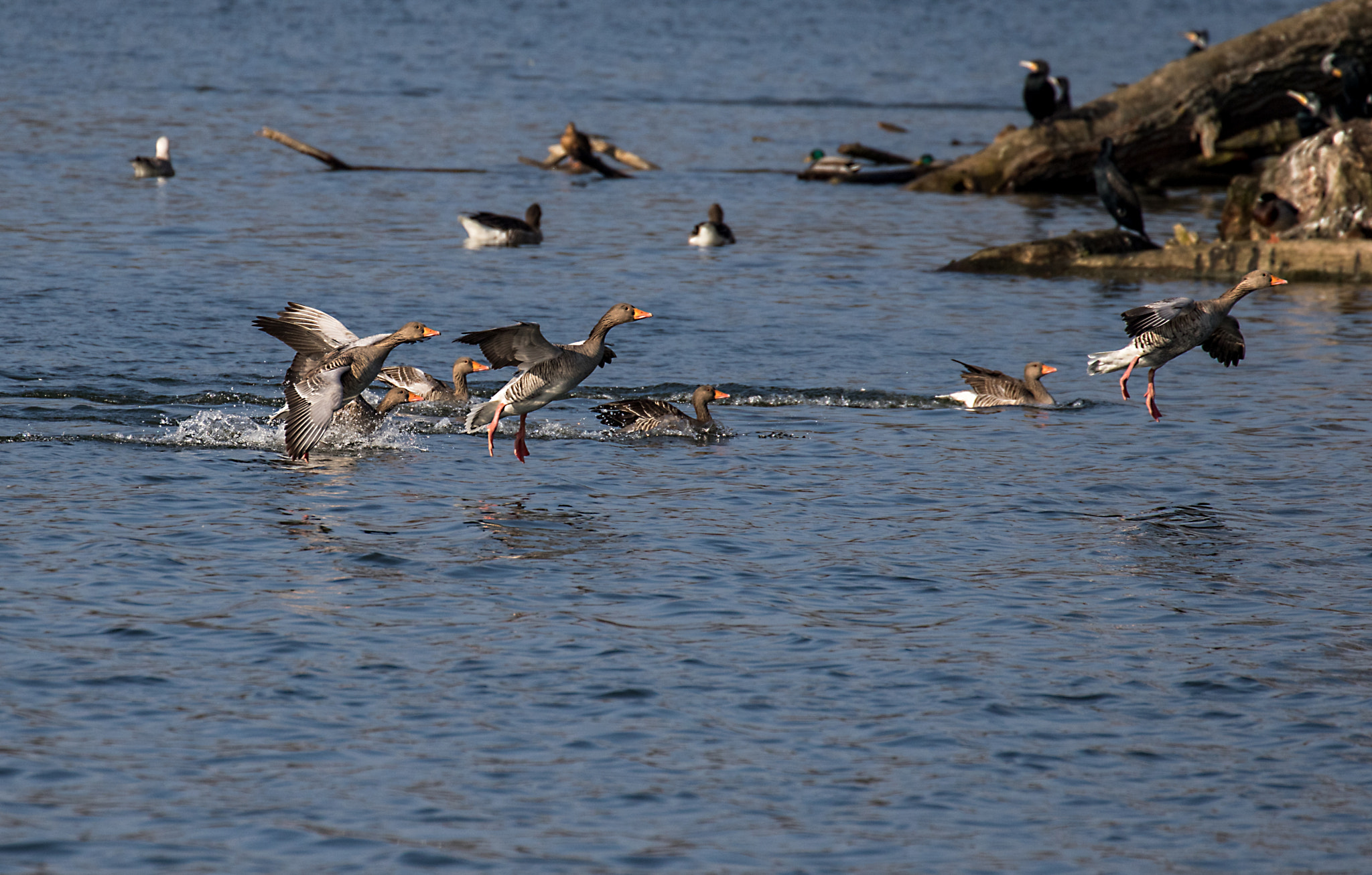 Canon EF 70-300mm F4-5.6L IS USM sample photo. Touch down photography
