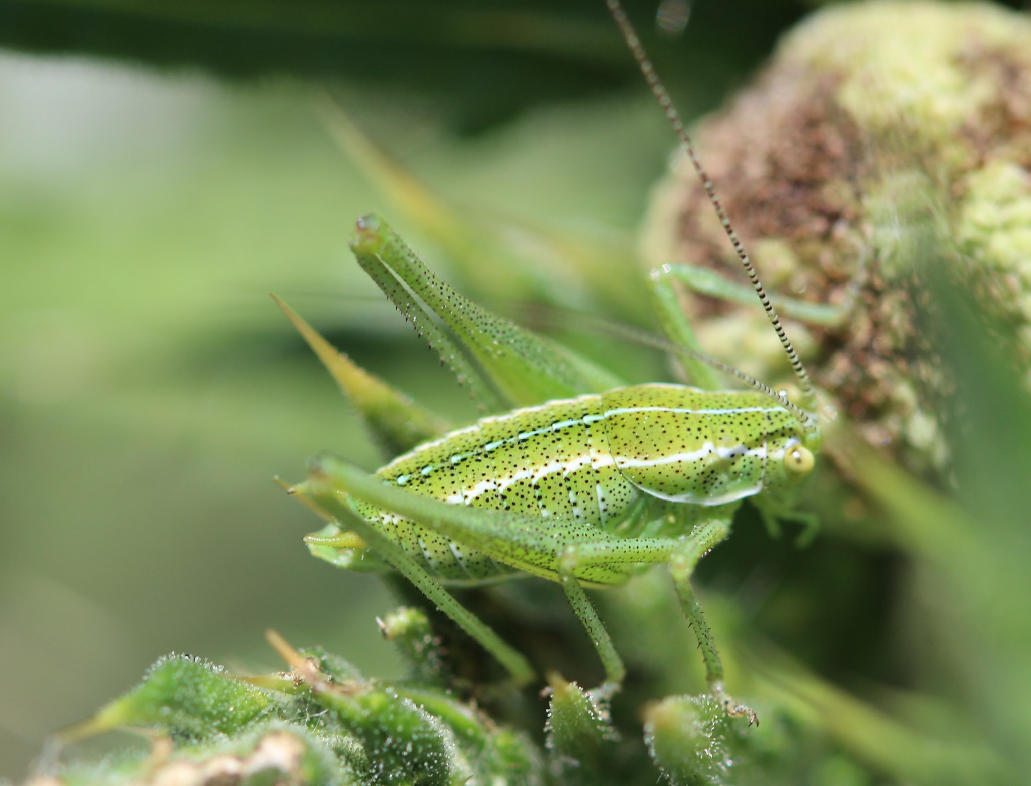 Canon EF 100mm F2.8 Macro USM sample photo. Grasshopper with tiny dots photography