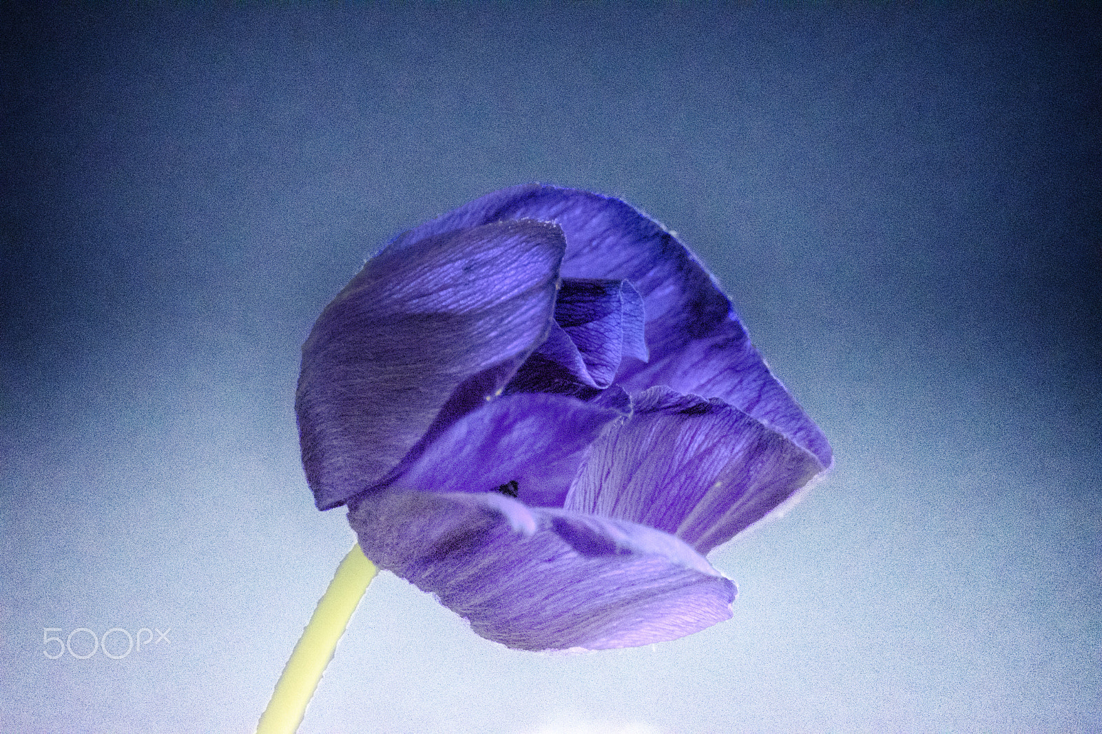 Nikon D5500 sample photo. Anemone hdr photography