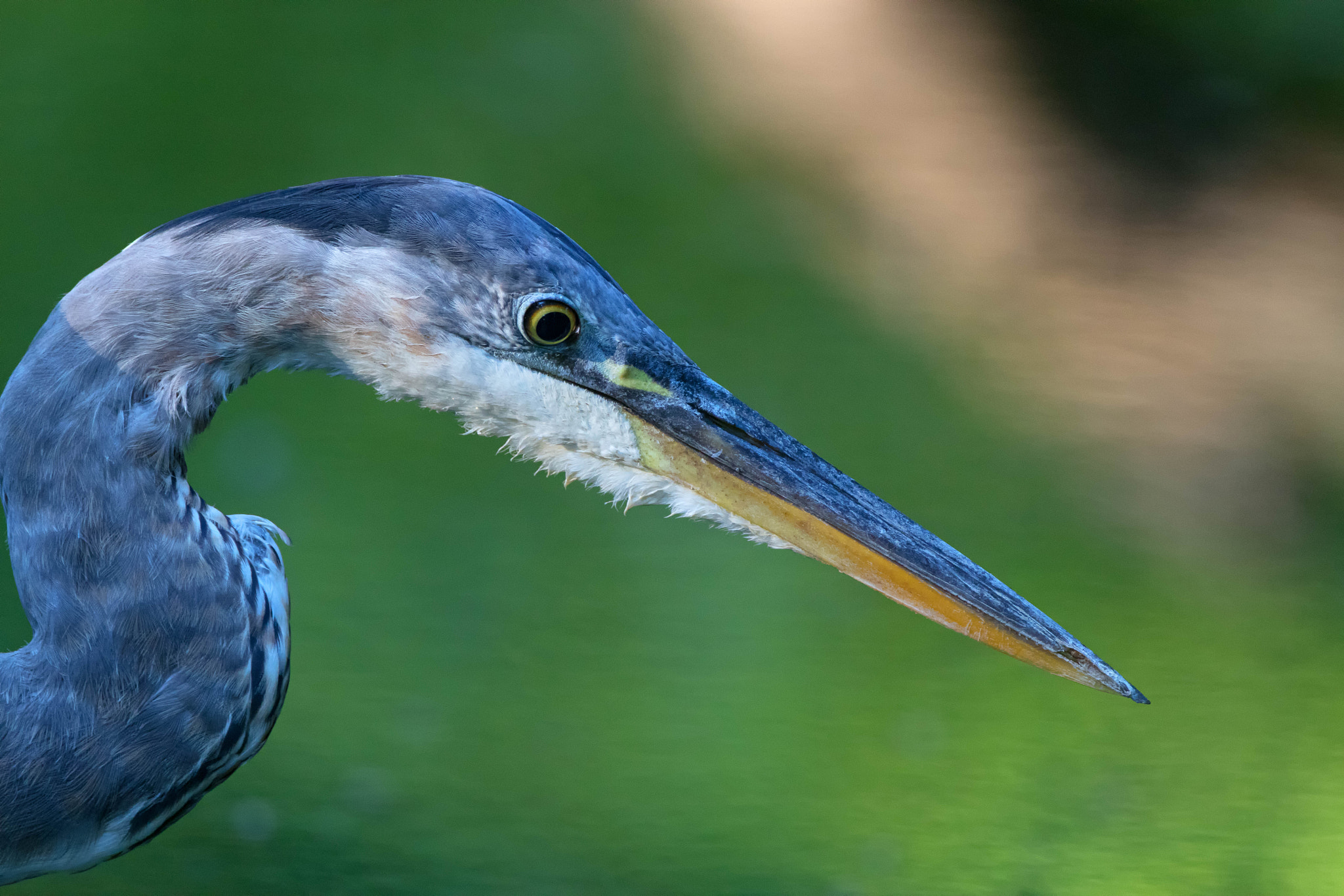 Canon EF 500mm F4L IS USM sample photo. Heron hunting photography
