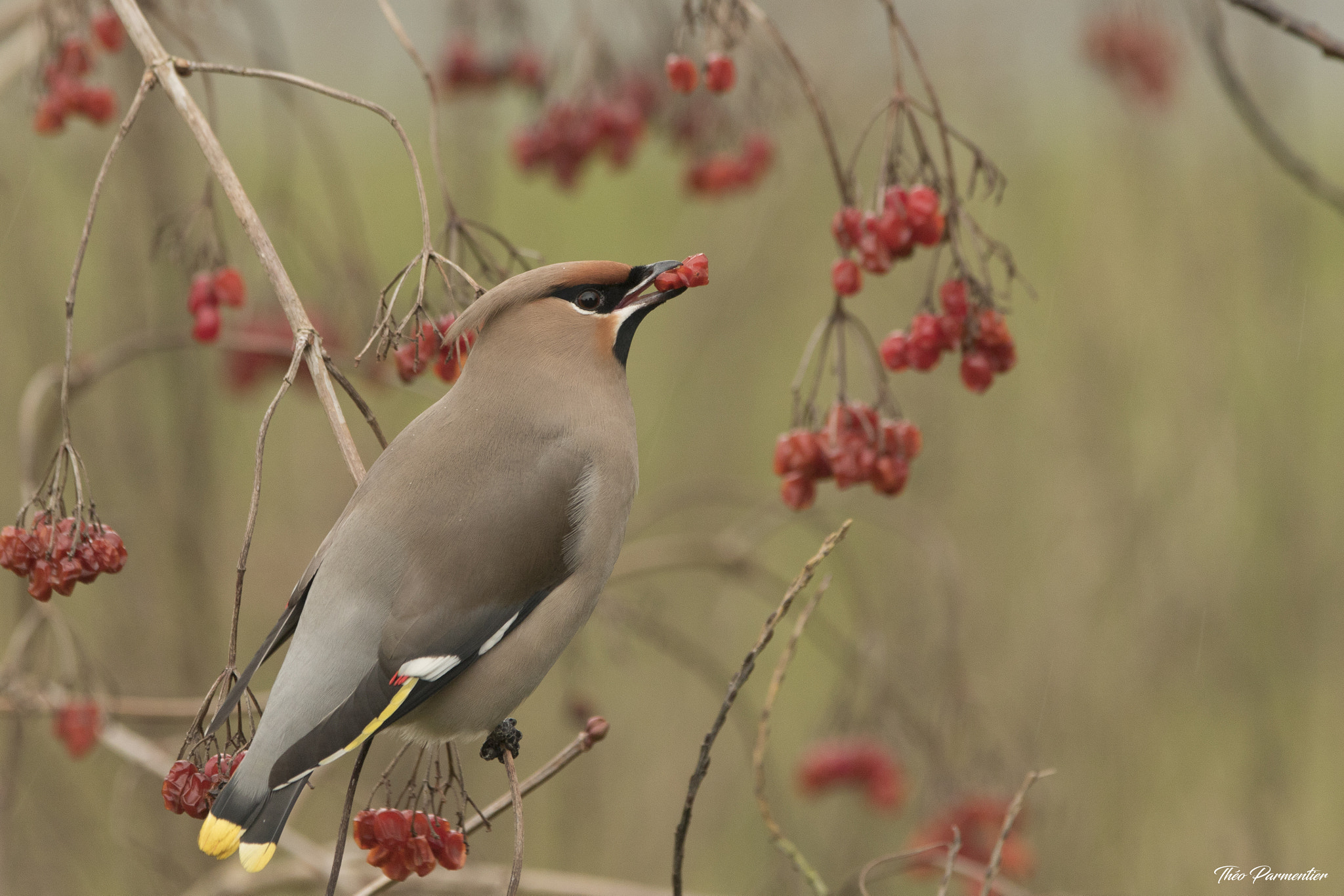 Canon EF 300mm F2.8L IS USM sample photo. Bohemian waxwing / jaseur boréal photography