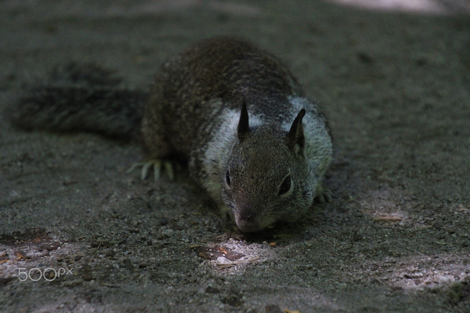Canon EOS 7D sample photo. The squirrel photography