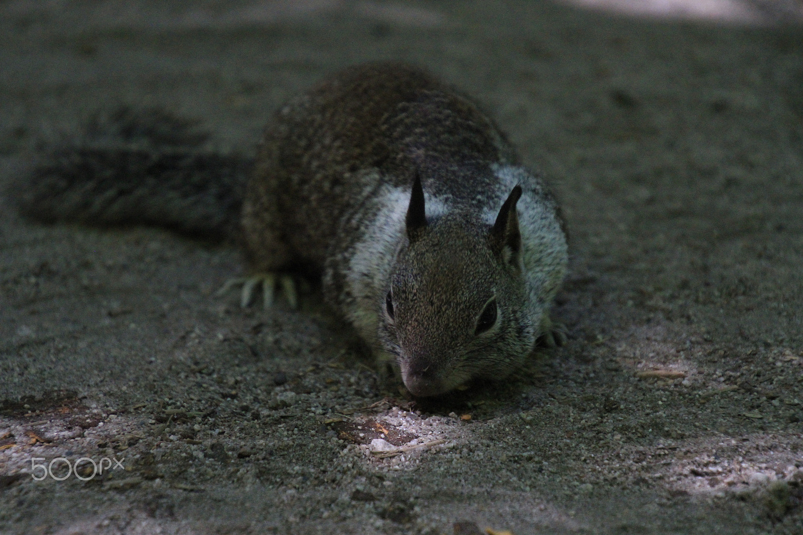 Canon EOS 7D + Tamron 16-300mm F3.5-6.3 Di II VC PZD Macro sample photo. The squirrel photography