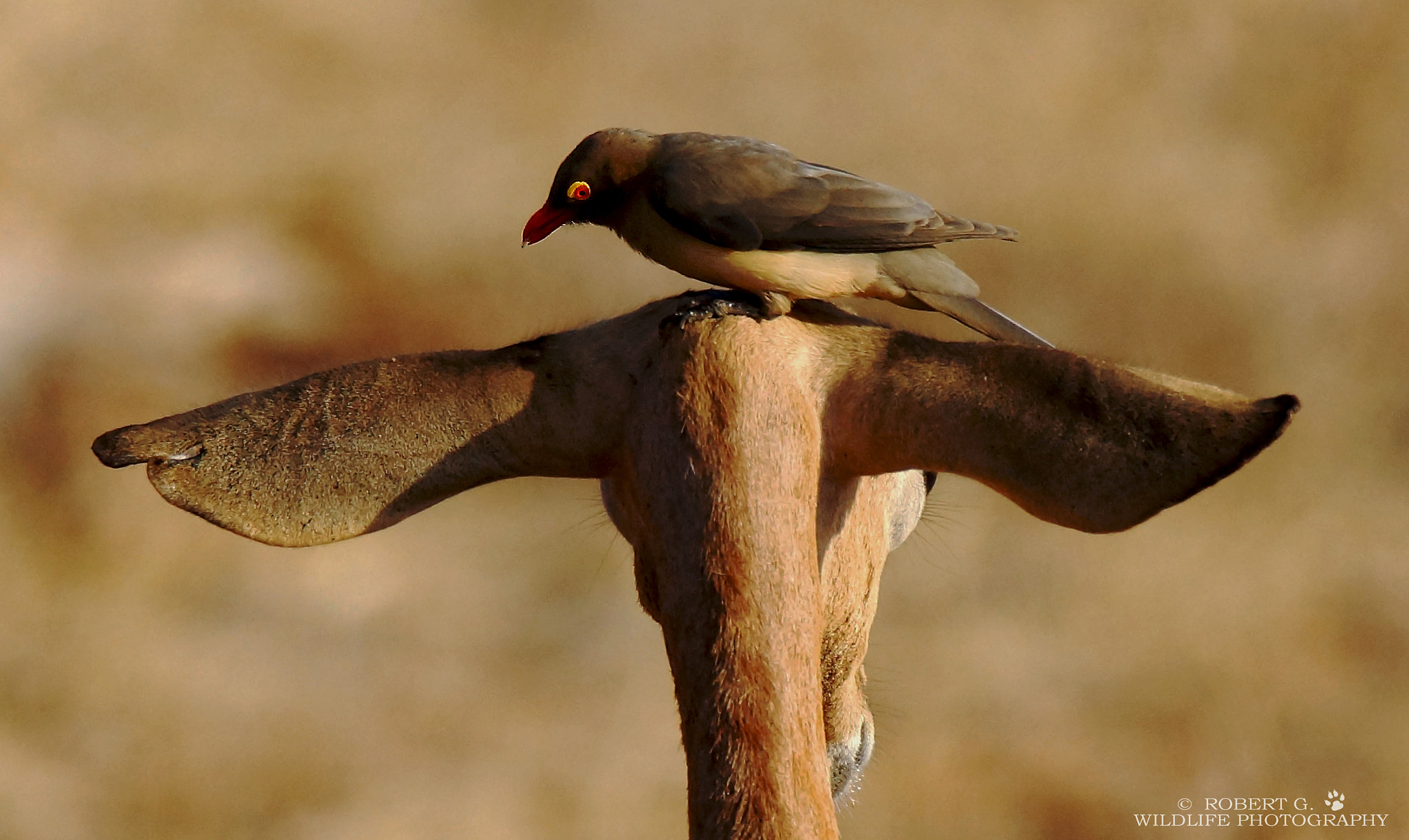 Sony SLT-A77 sample photo. Oxpecker on head photography