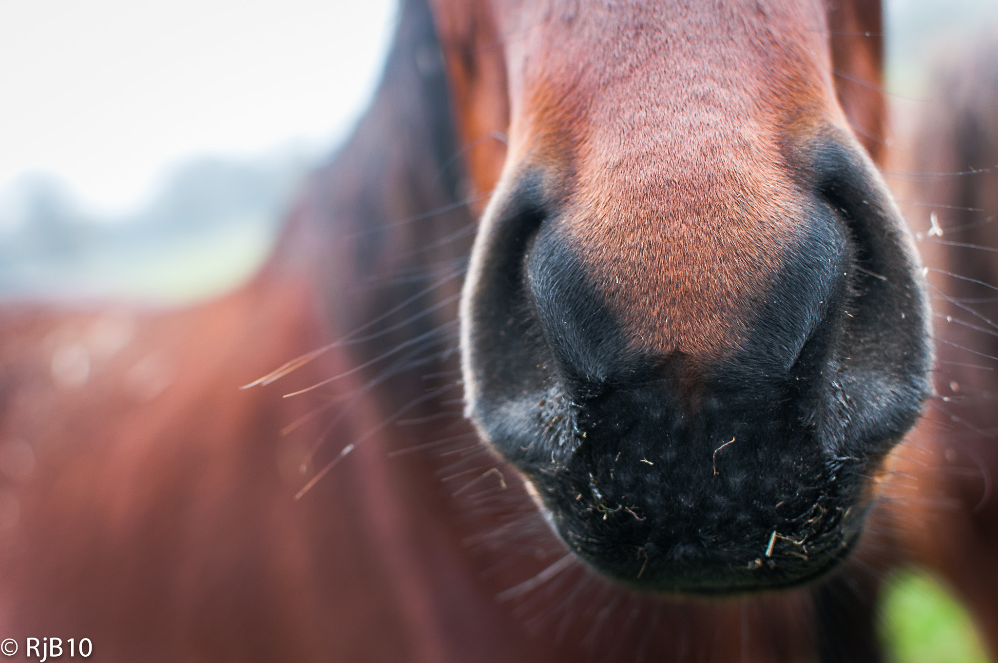 Nikon D300S + Nikon AF-S DX Nikkor 35mm F1.8G sample photo. Inquisitive or just plain nosy!? photography