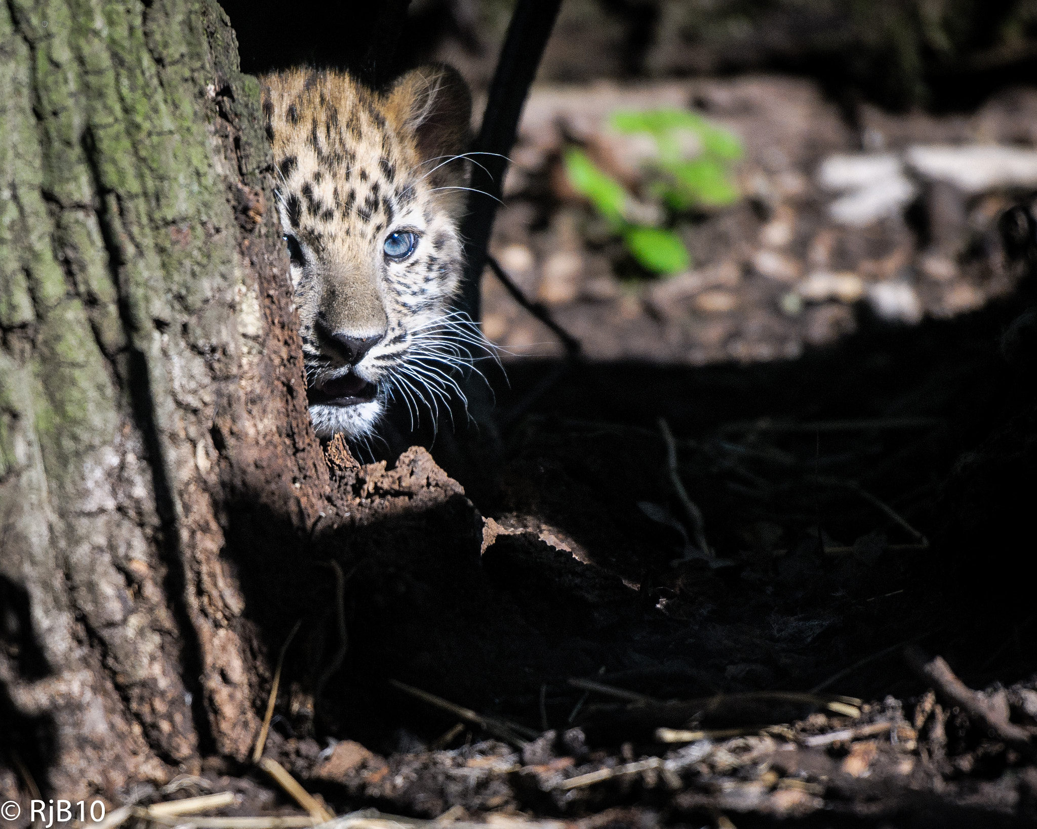 Nikon AF-S Nikkor 70-200mm F2.8G ED VR II sample photo. Amur cub photography