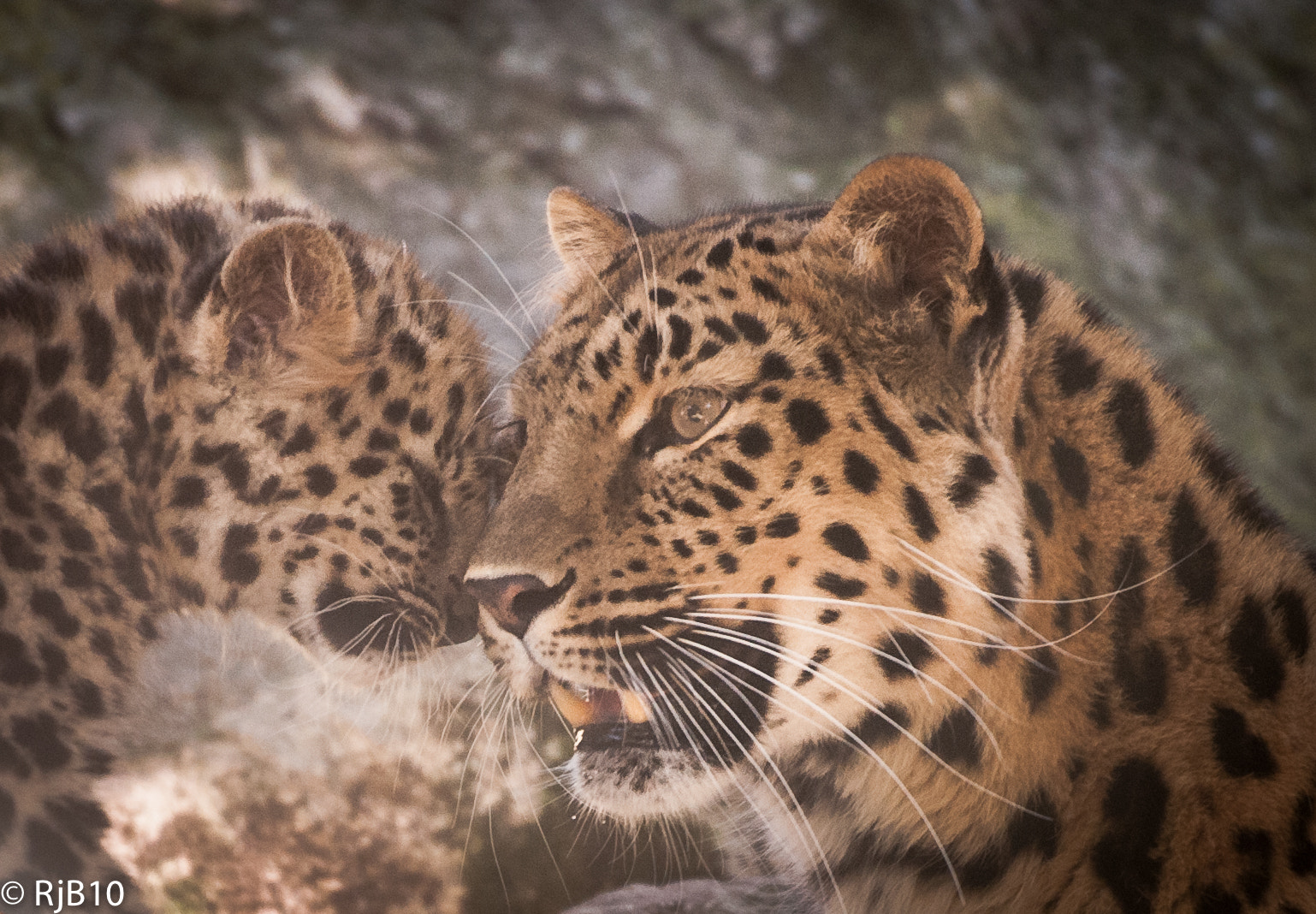 Nikon AF-S Nikkor 70-200mm F2.8G ED VR II sample photo. Motherly love photography