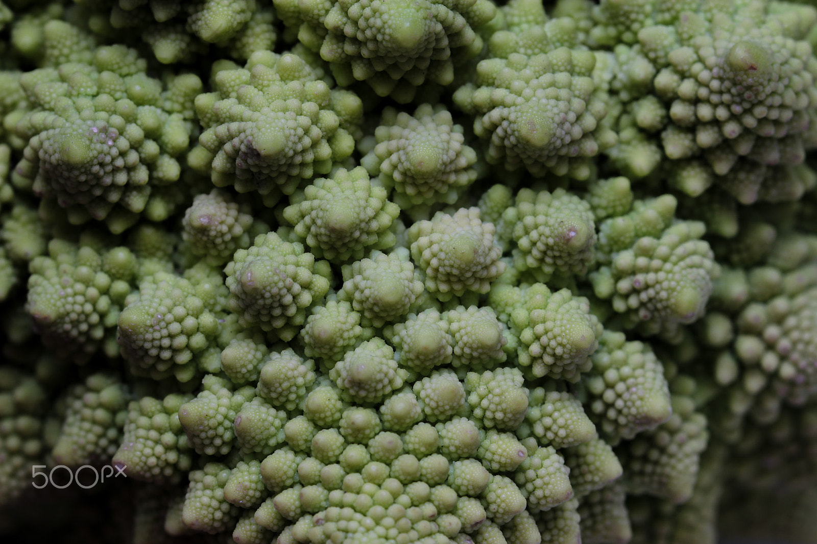 Canon EOS 600D (Rebel EOS T3i / EOS Kiss X5) sample photo. Fractal brassica photography