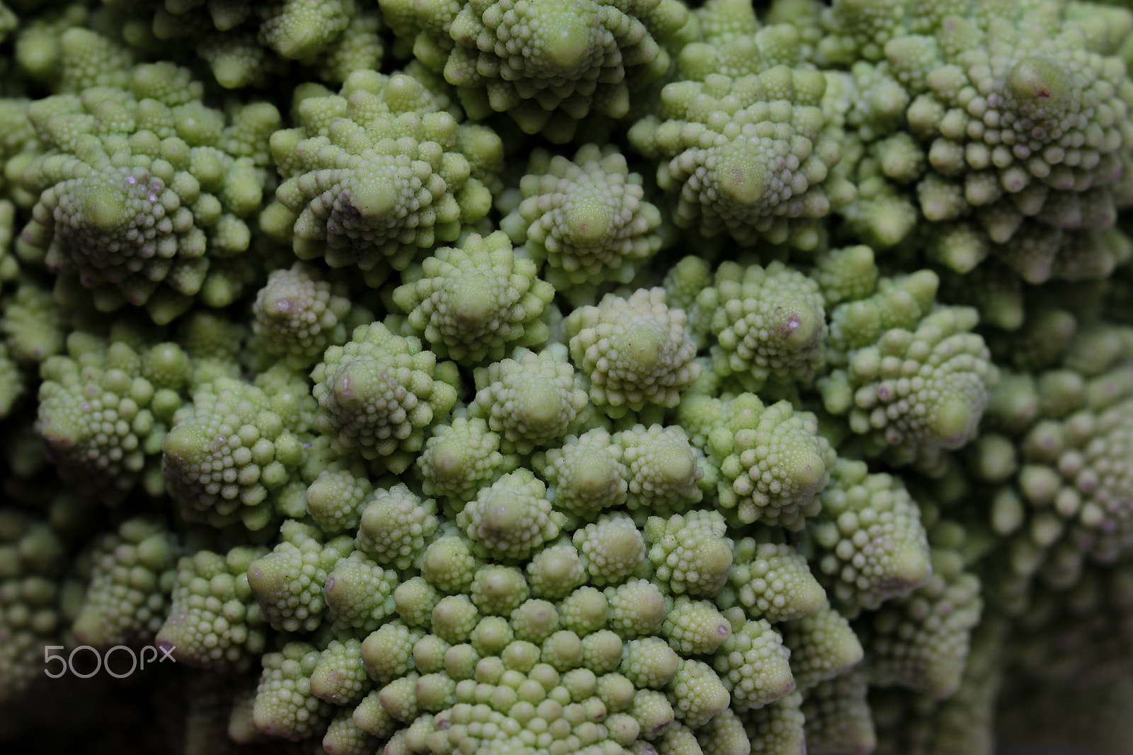 Sigma 105mm F2.8 EX DG OS HSM sample photo. Fractal brassica photography