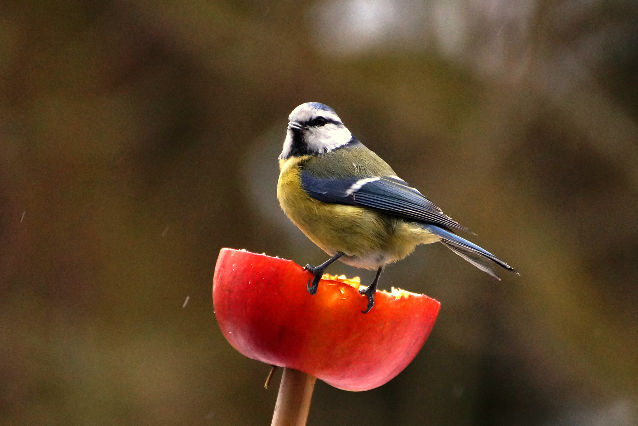 Sony DT 55-300mm F4.5-5.6 SAM sample photo. Breakfast photography
