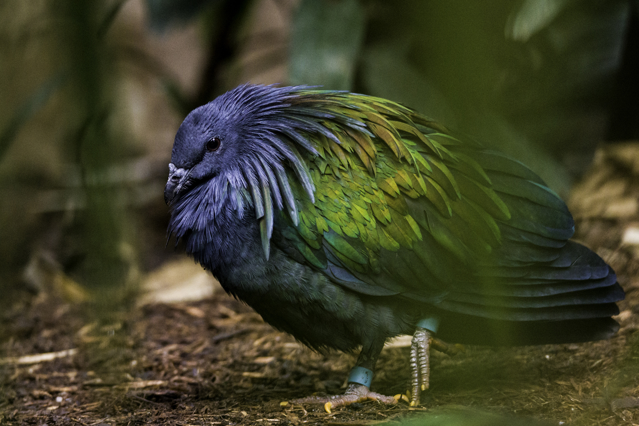 150-600mm F5-6.2 OSS sample photo. Nicobar pigeon photography
