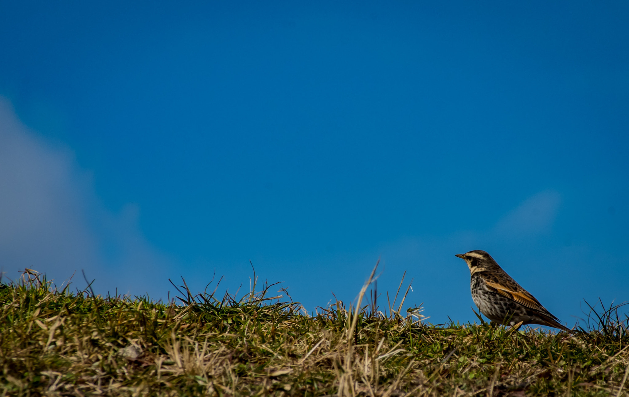 Pentax K-S2 + Sigma sample photo. Thrush photography