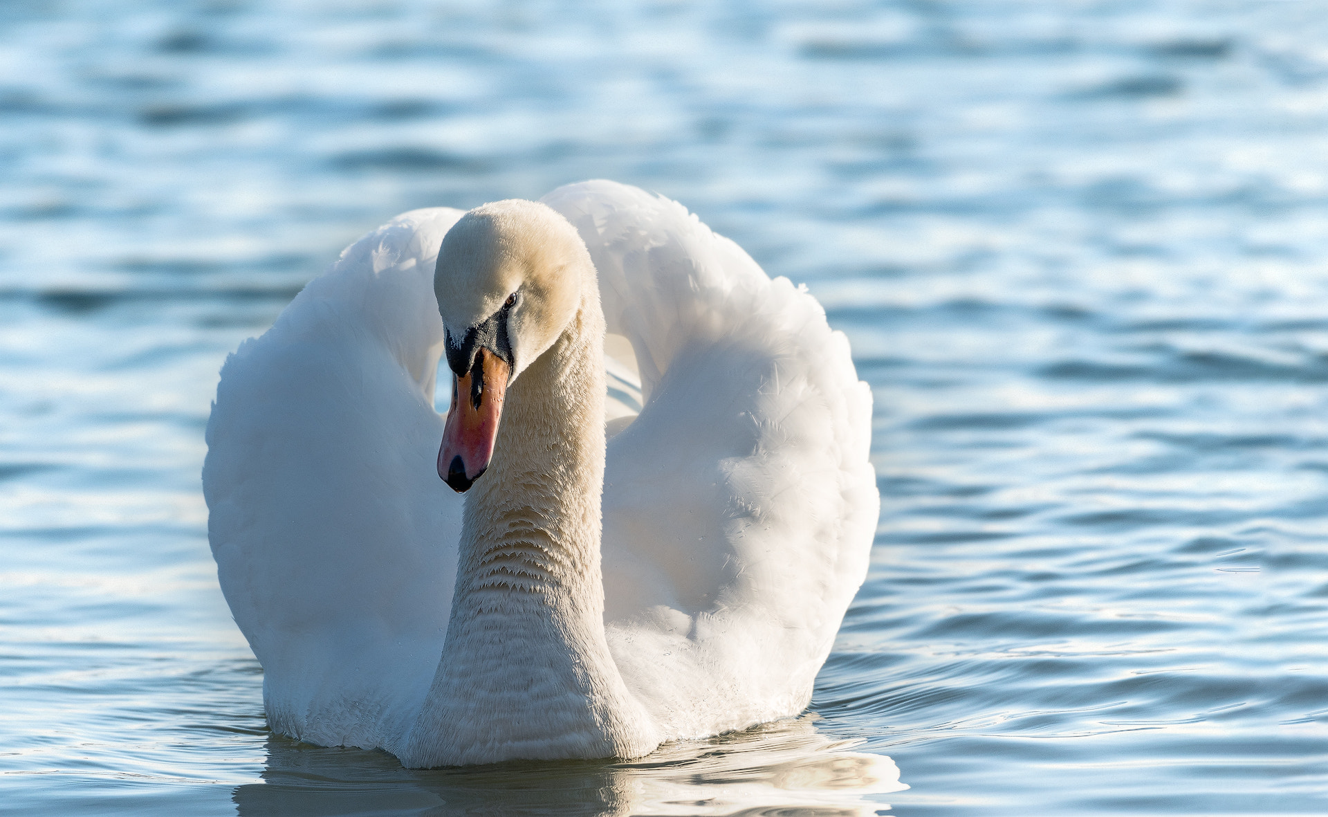 Nikon AF-S Nikkor 200-500mm F5.6E ED VR sample photo. Schwan bei der balz photography
