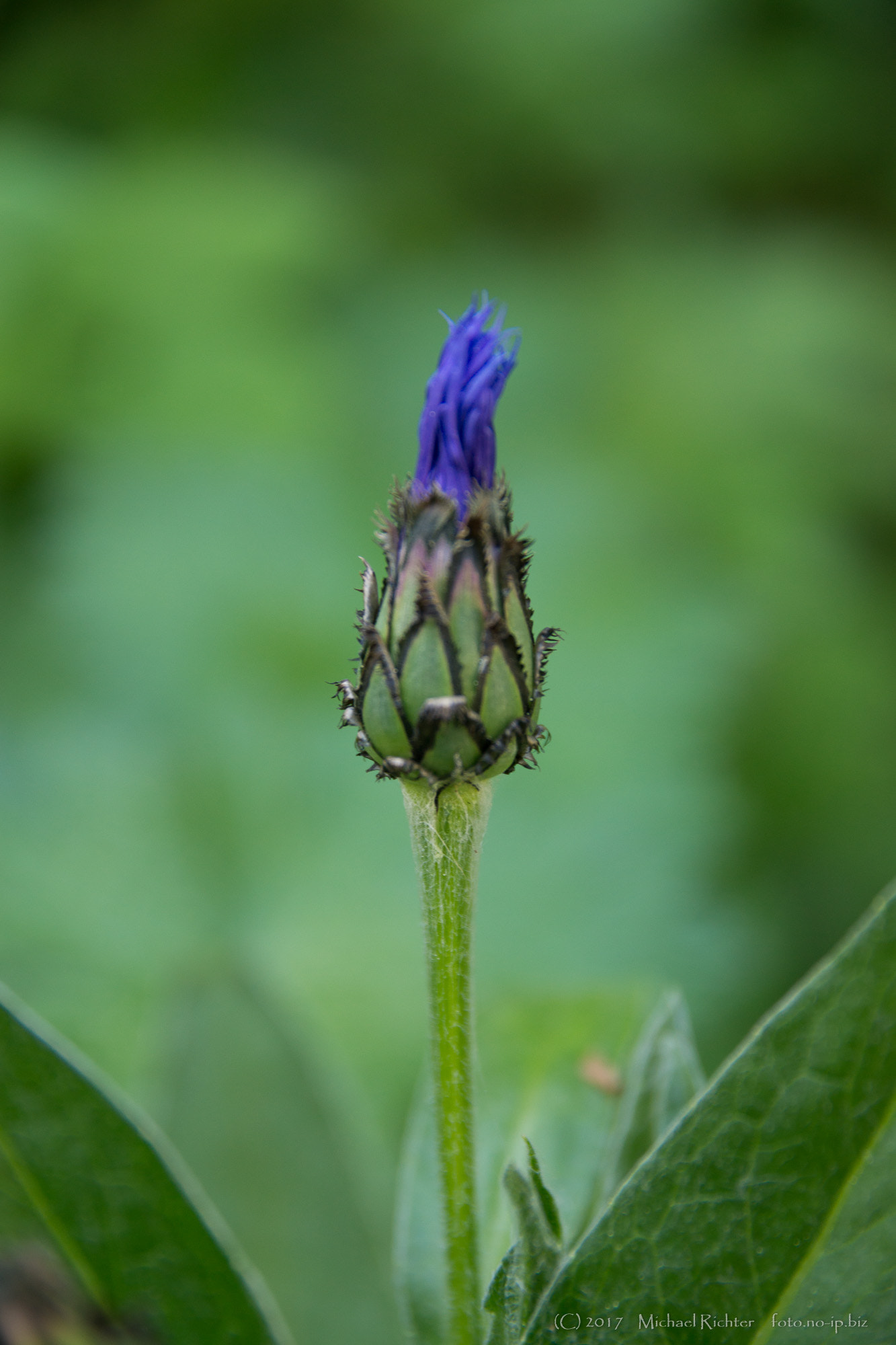 Sigma 17-70mm F2.8-4 DC Macro HSM sample photo. Blume1 photography