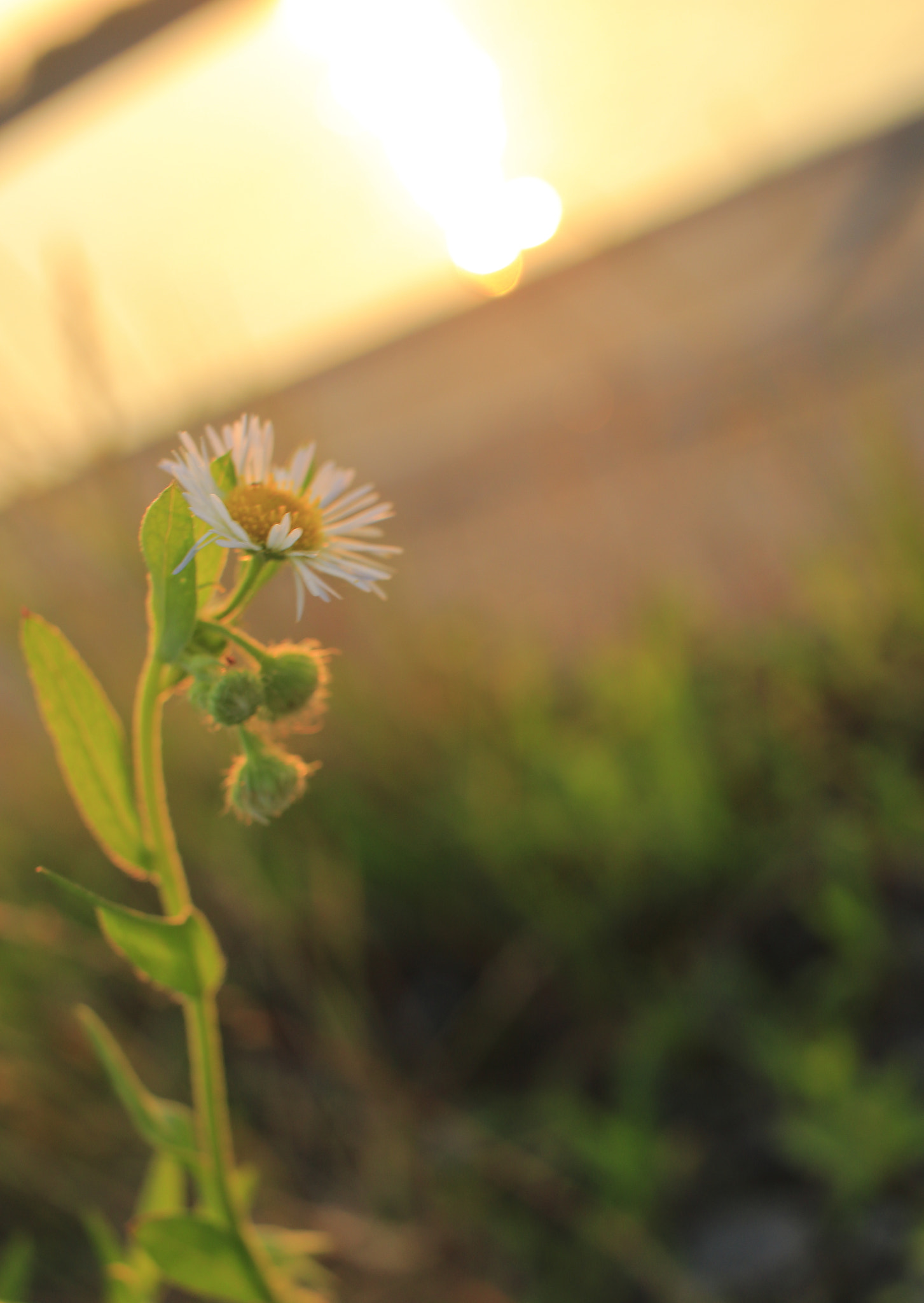Canon EOS 100D (EOS Rebel SL1 / EOS Kiss X7) sample photo. Little flower in suset photography
