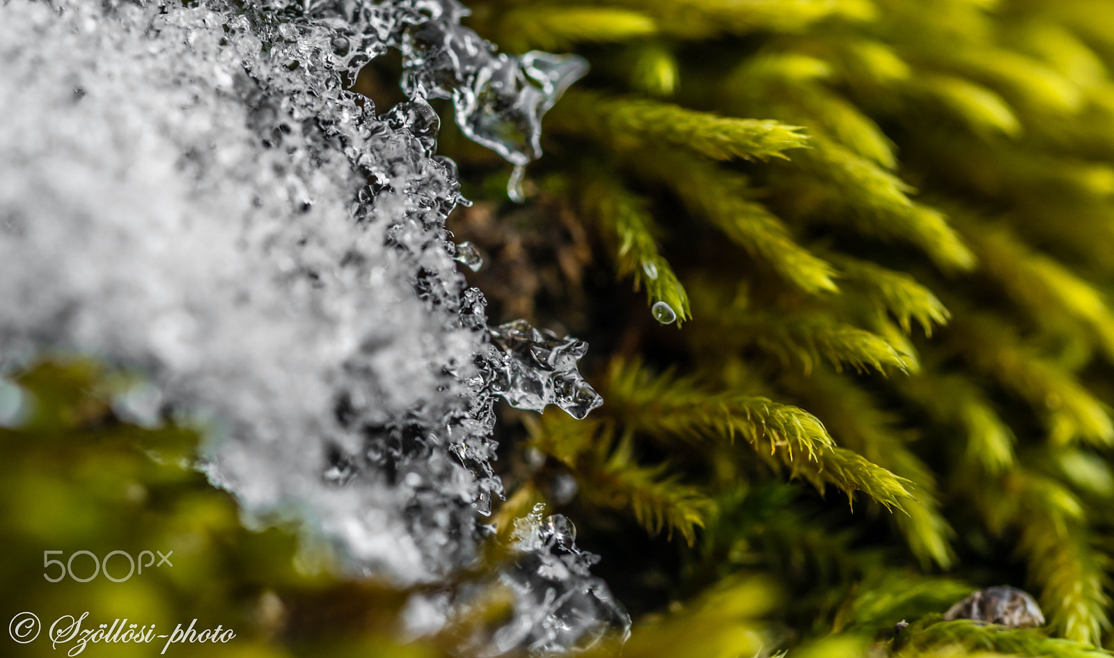 Sigma 105mm F2.8 EX DG OS HSM sample photo. Toughness photography