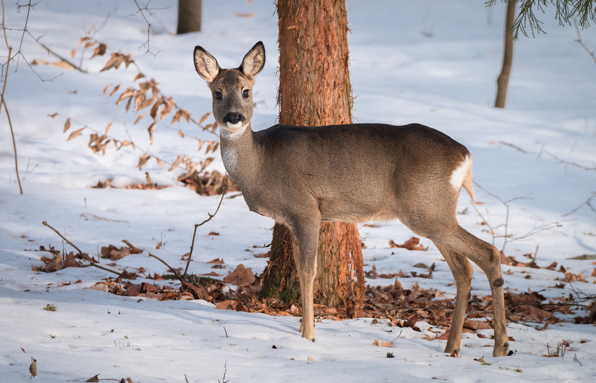 150-600mm F5-6.3 DG OS HSM | Contemporary 015 sample photo. Watchful photography