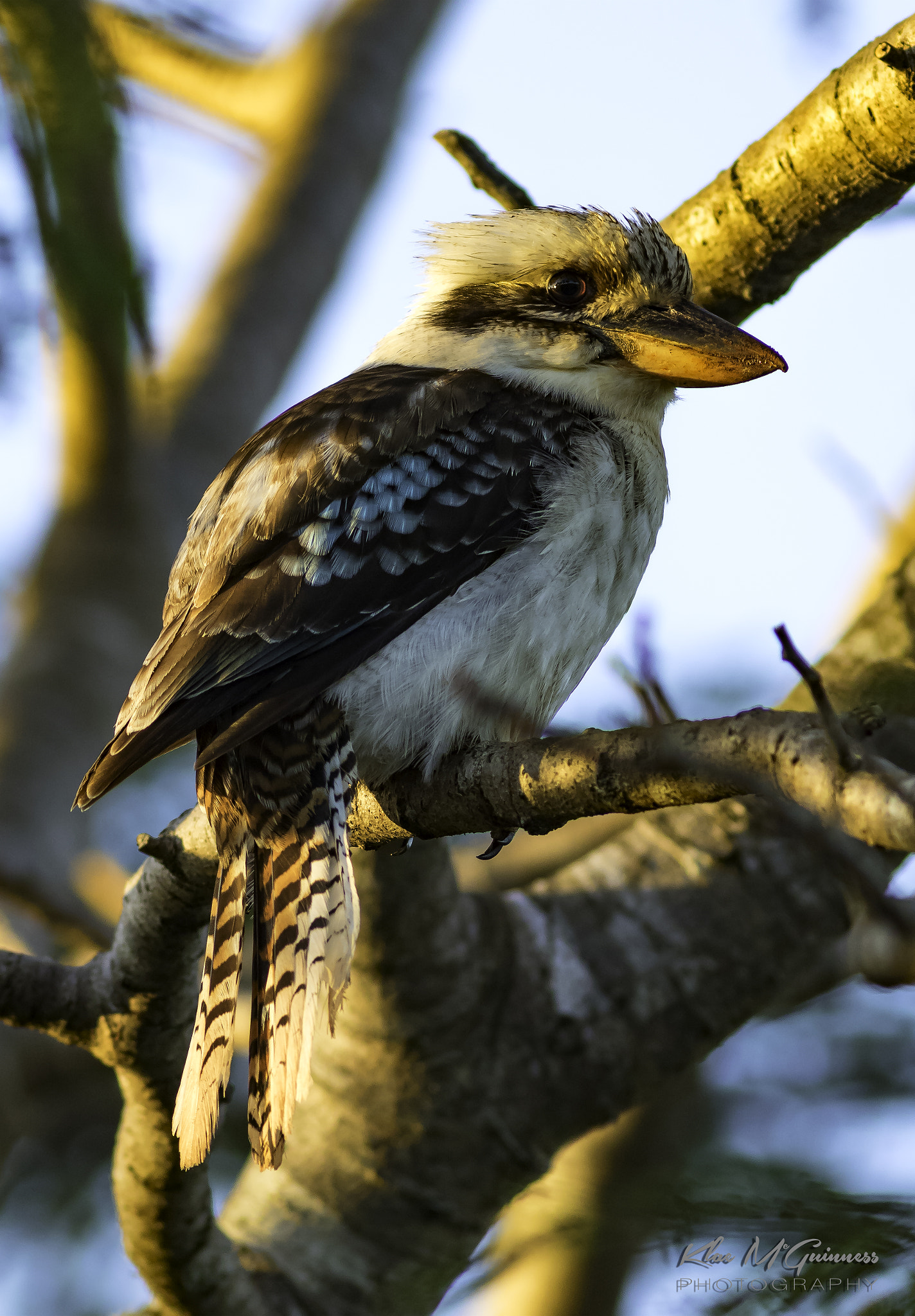 Canon EF 300mm F4L IS USM sample photo. Golden kookaburra photography