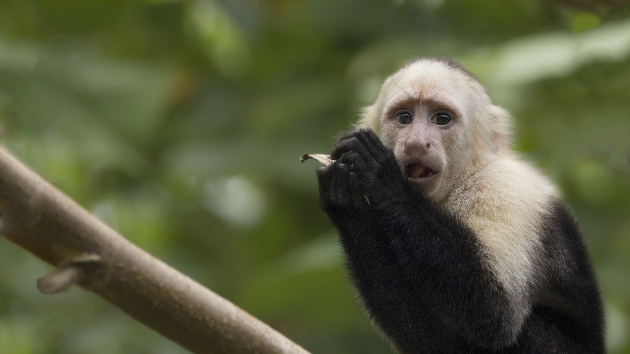 Canon EOS 60D + Canon EF 70-200mm F2.8L IS II USM sample photo. Bewildered capuchin monkey photography