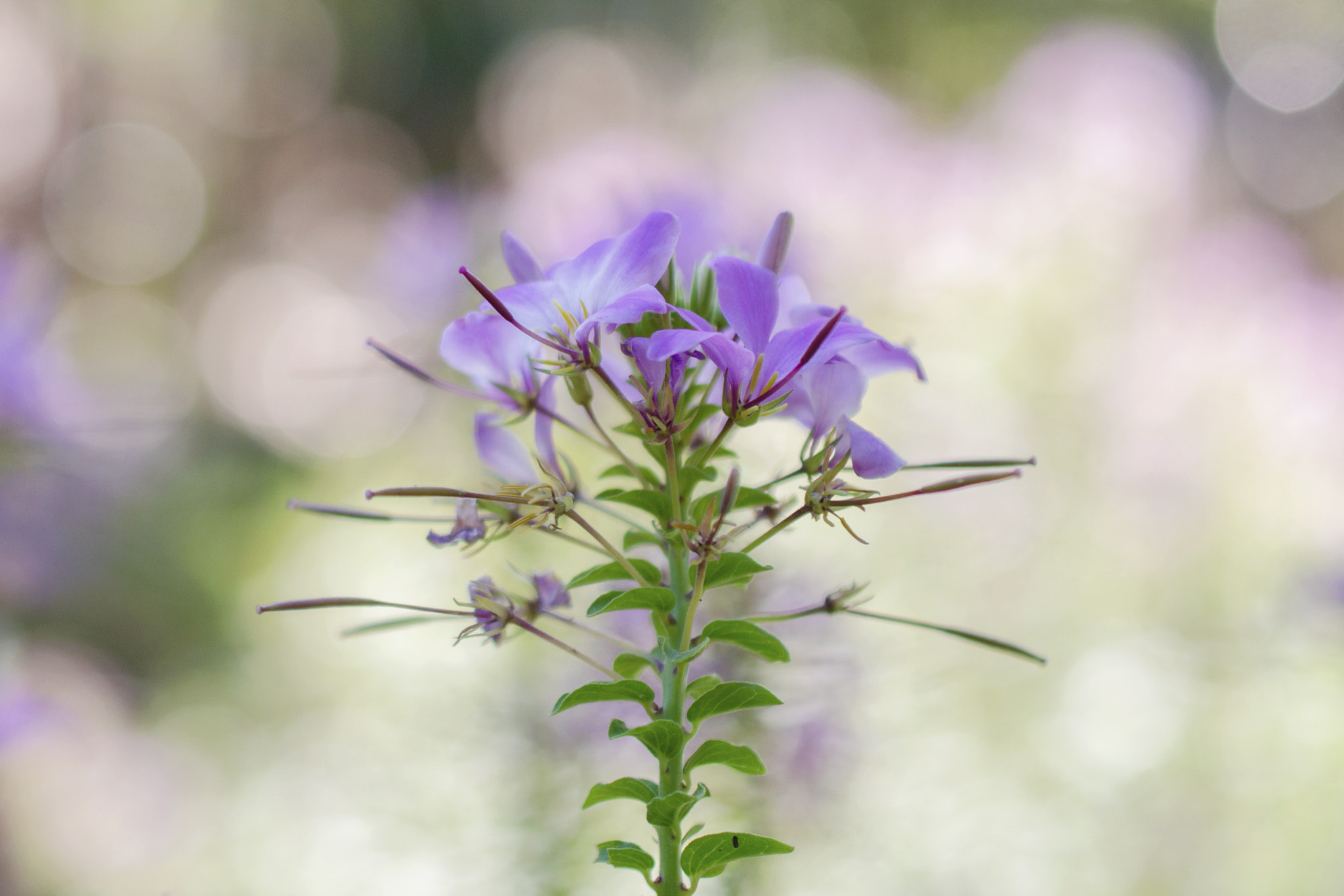 Nikon AF-S DX Micro Nikkor 40mm F2.8 sample photo. Pretty in purple photography