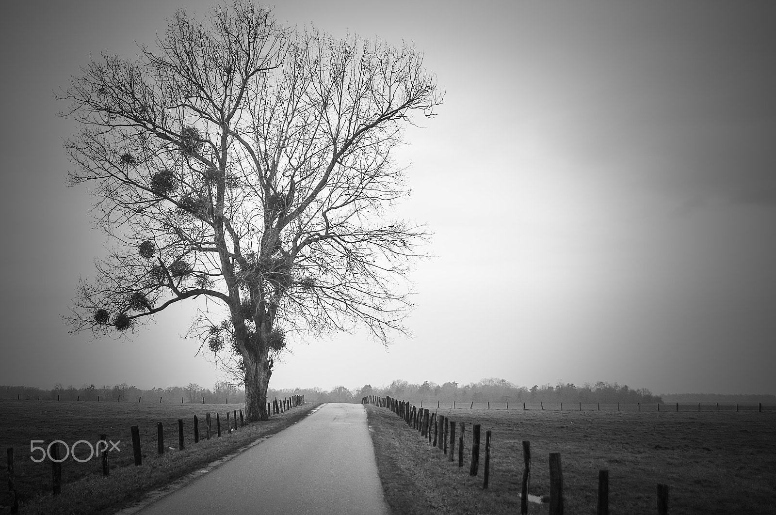 Nikon D300S + Sigma 28-105mm F2.8-4 Aspherical sample photo. A poor solitary tree photography