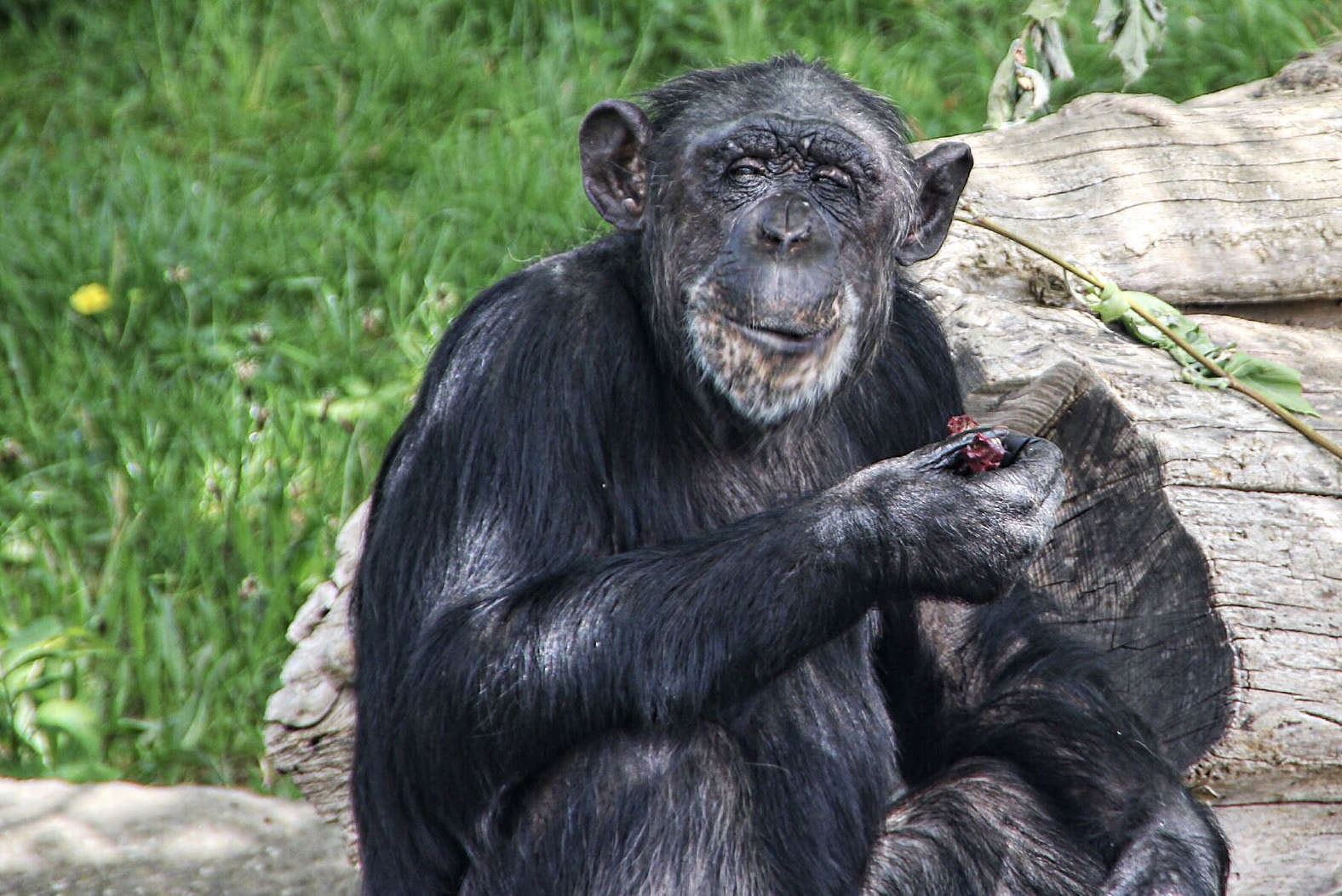 Sigma 18-250mm F3.5-6.3 DC OS HSM sample photo. Monkey photography