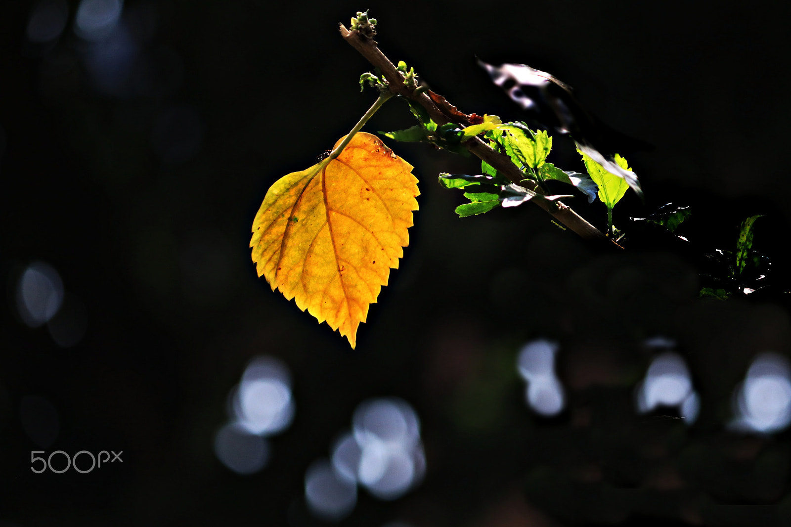 Canon EF-S 55-250mm F4-5.6 IS II sample photo. Img yello leaf photography