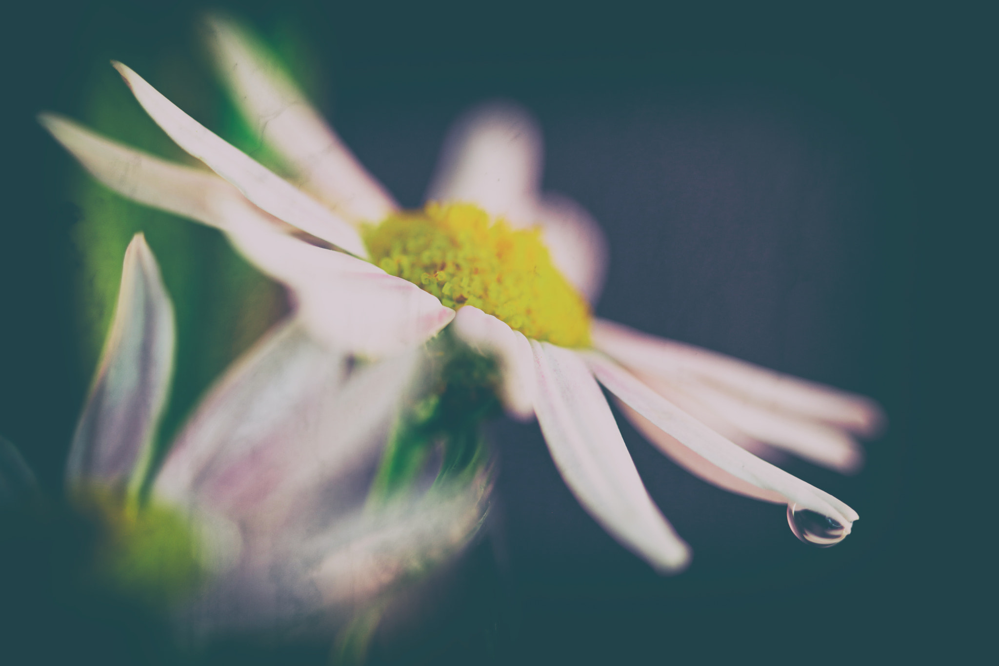 Canon EF 100mm F2.8 Macro USM sample photo. Longing photography