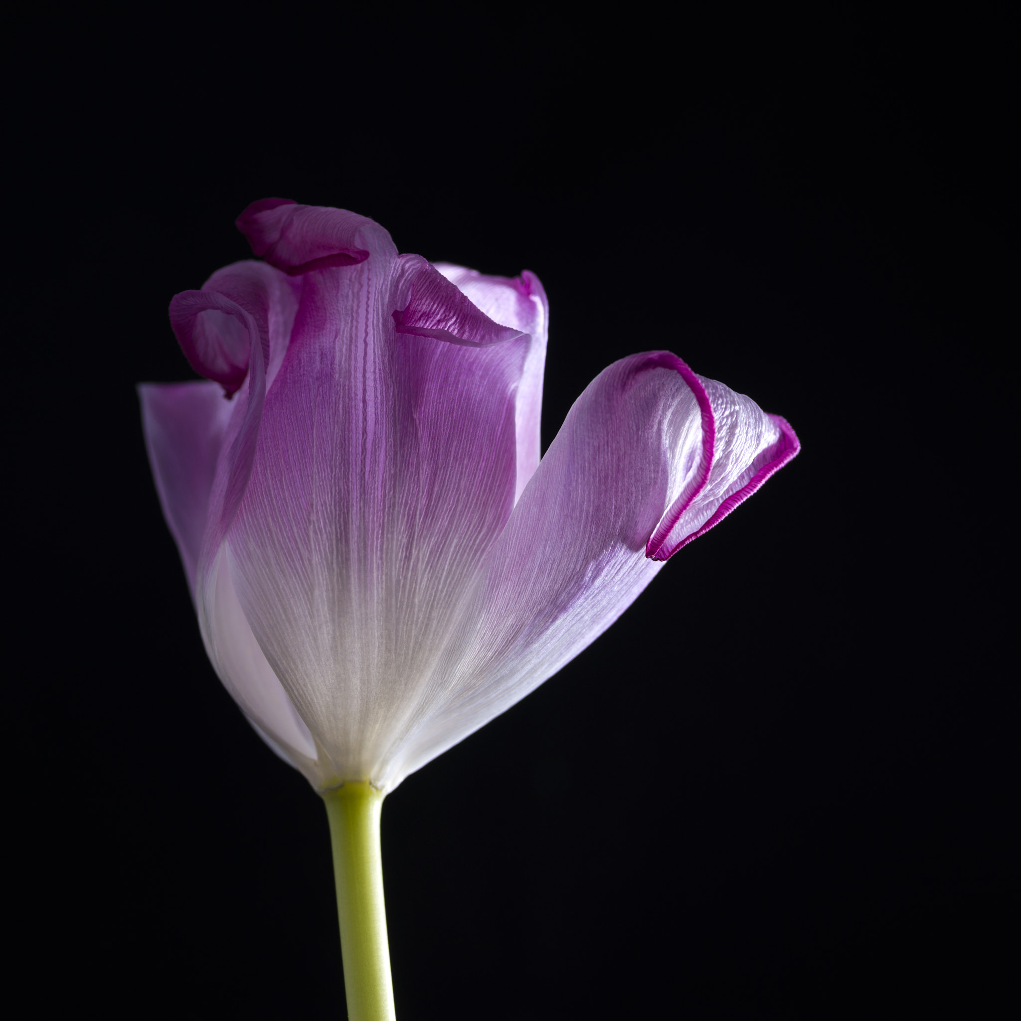 Tokina AT-X Pro 100mm F2.8 Macro sample photo. To be left over photography