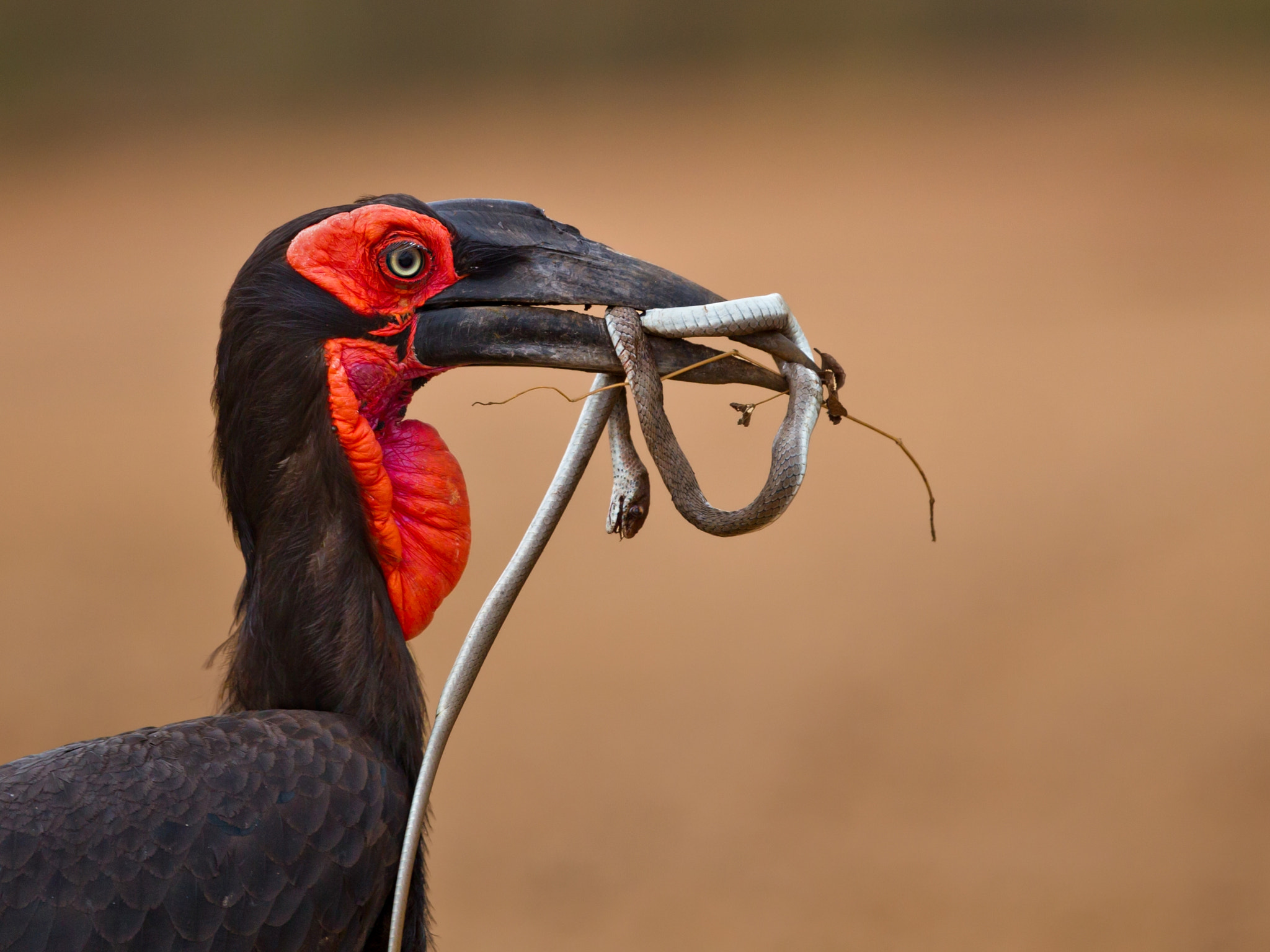 Canon EF 500mm F4L IS USM sample photo. Ground hornbill photography