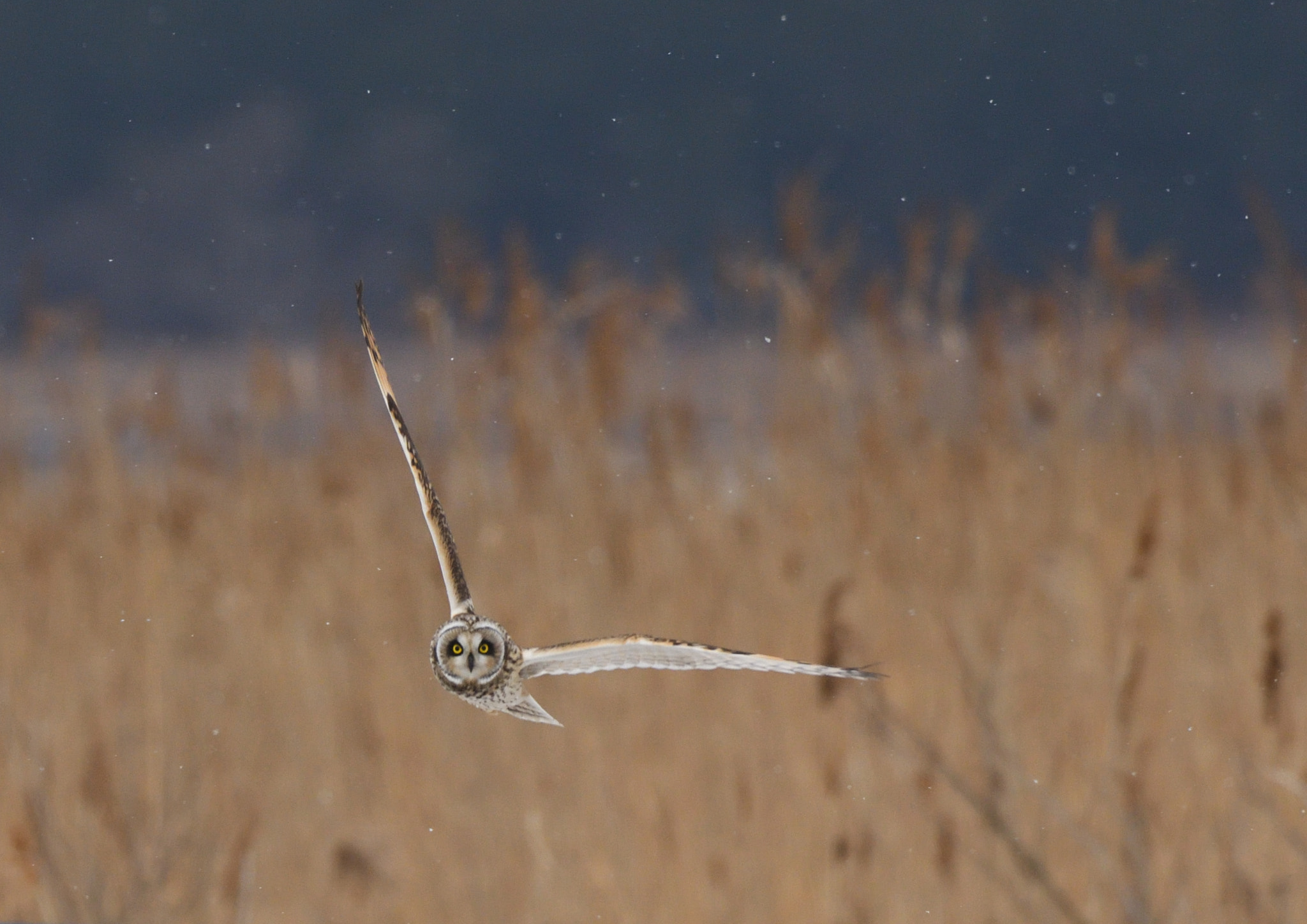 Nikon D500 sample photo. Short eared owl photography