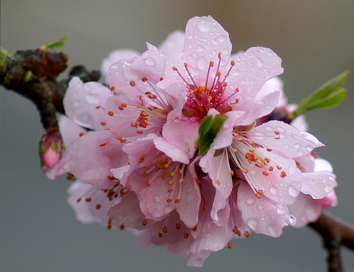 KONICA MINOLTA MAXXUM 5D sample photo. Blossom photography