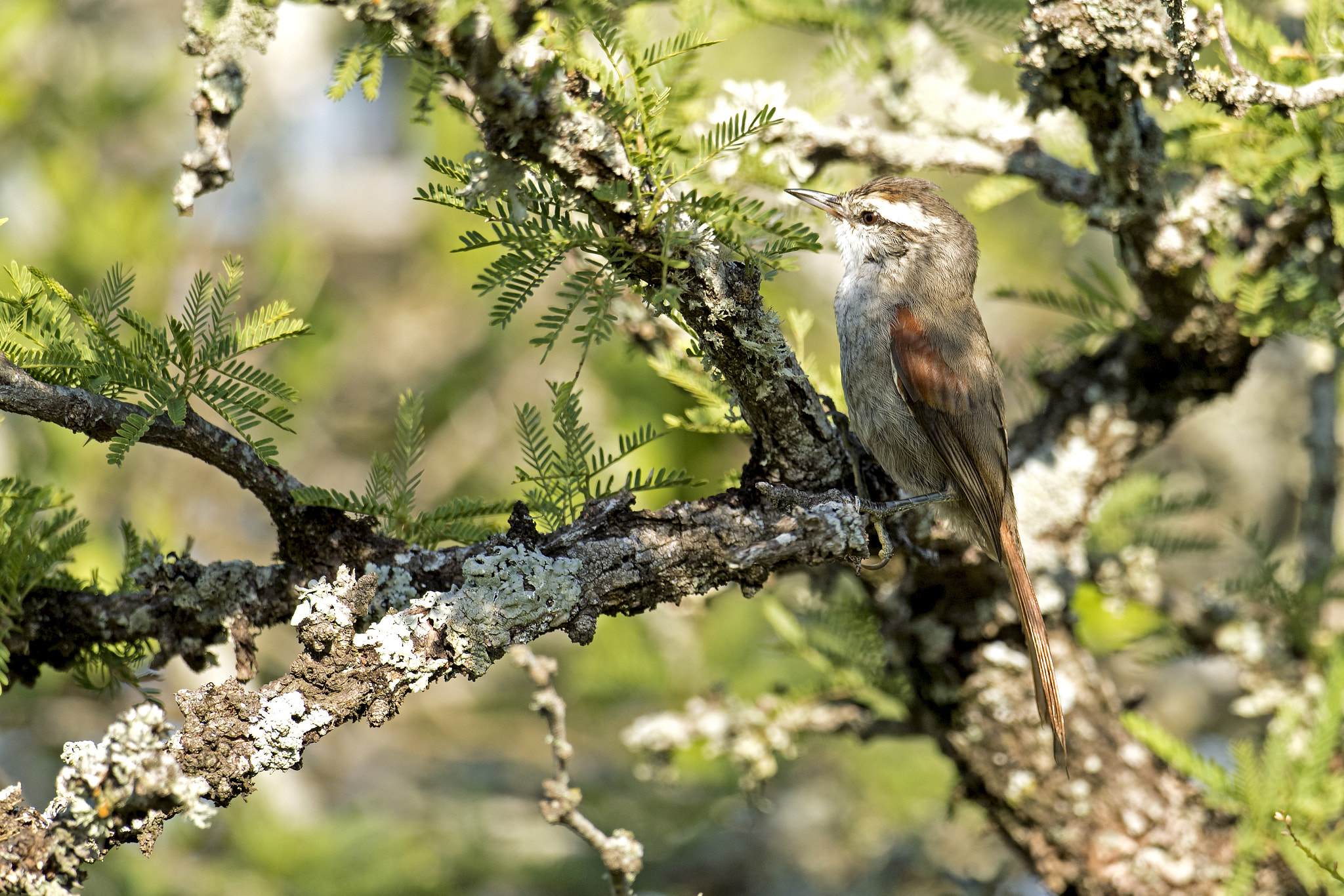 Nikon D5 sample photo. Stripe-crowned spinetail photography