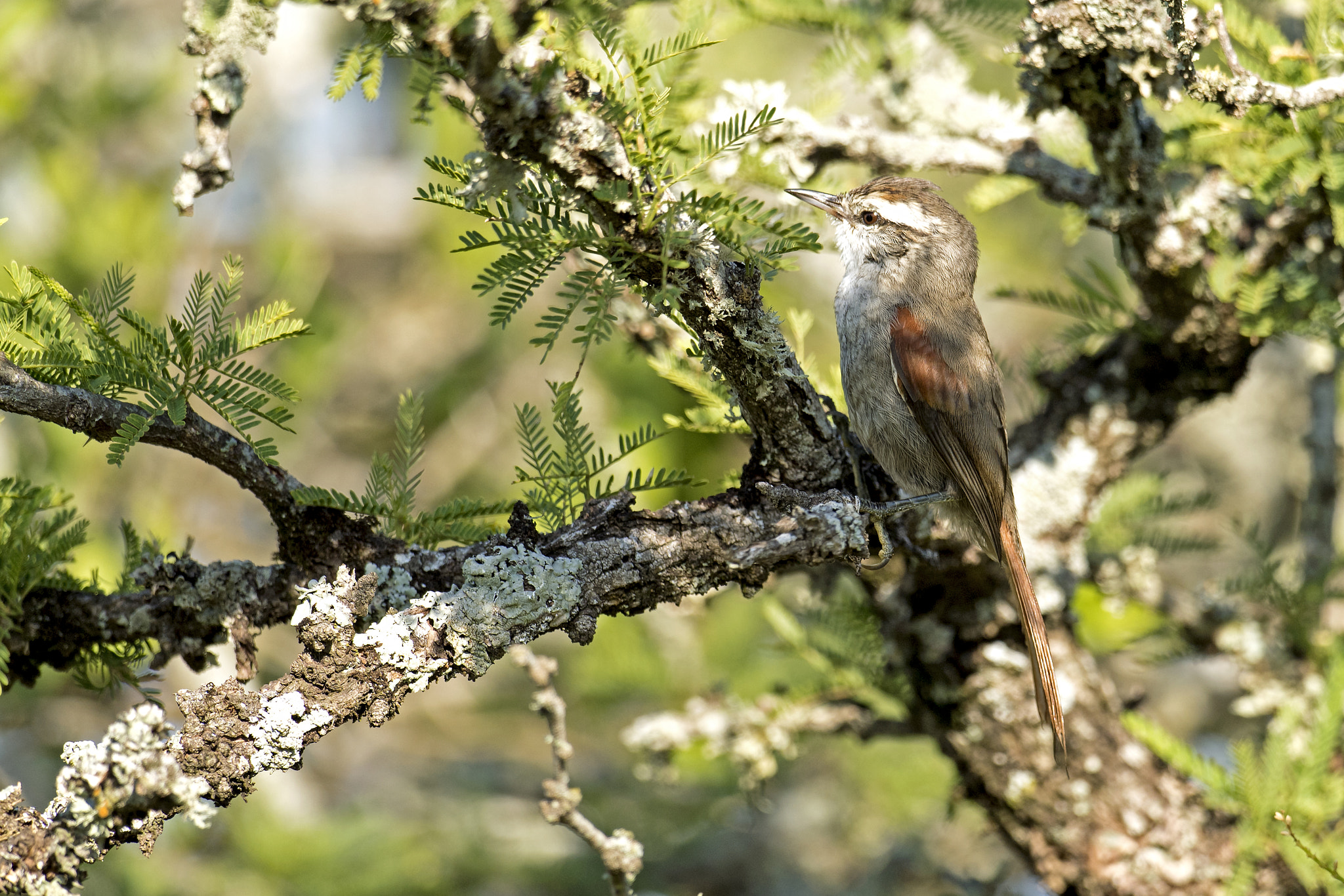 Nikon D5 + Nikon AF-S Nikkor 800mm F5.6E FL ED VR sample photo. Stripe-crowned spinetail photography