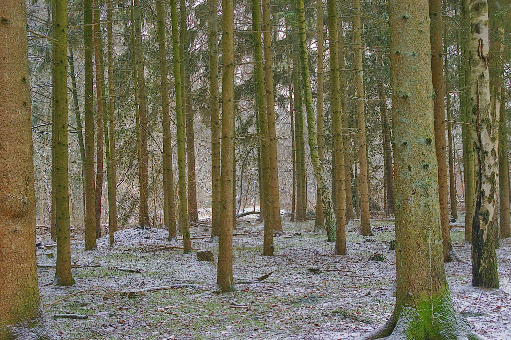 Pentax K100D Super sample photo. Forest photography