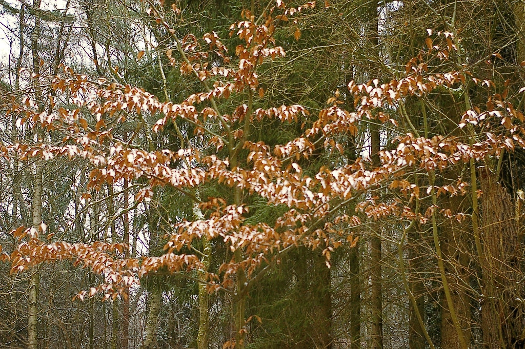 Pentax K100D Super sample photo. A little bit snow photography